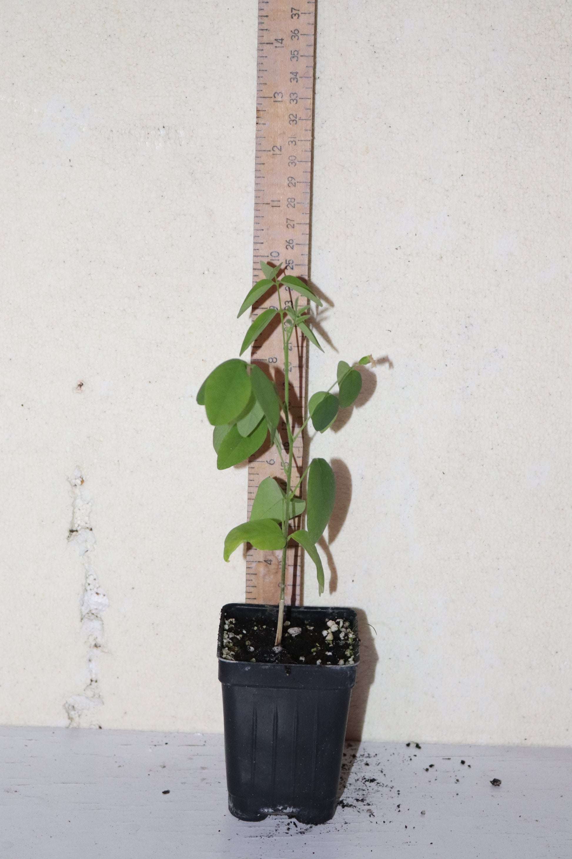 10" Tall Blue Butterfly Pea - Asian Pigeonwings (Clitoria Ternatea) Organic