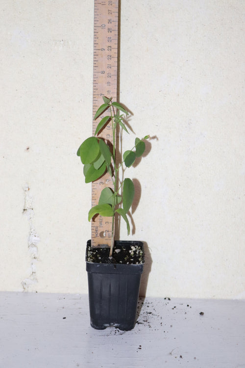 10" Tall Blue Butterfly Pea - Asian Pigeonwings (Clitoria Ternatea) Organic
