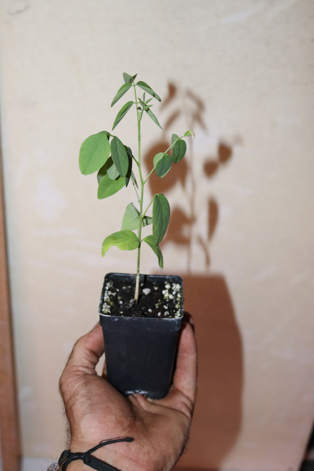 10" Tall Blue Butterfly Pea - Asian Pigeonwings (Clitoria Ternatea) Organic
