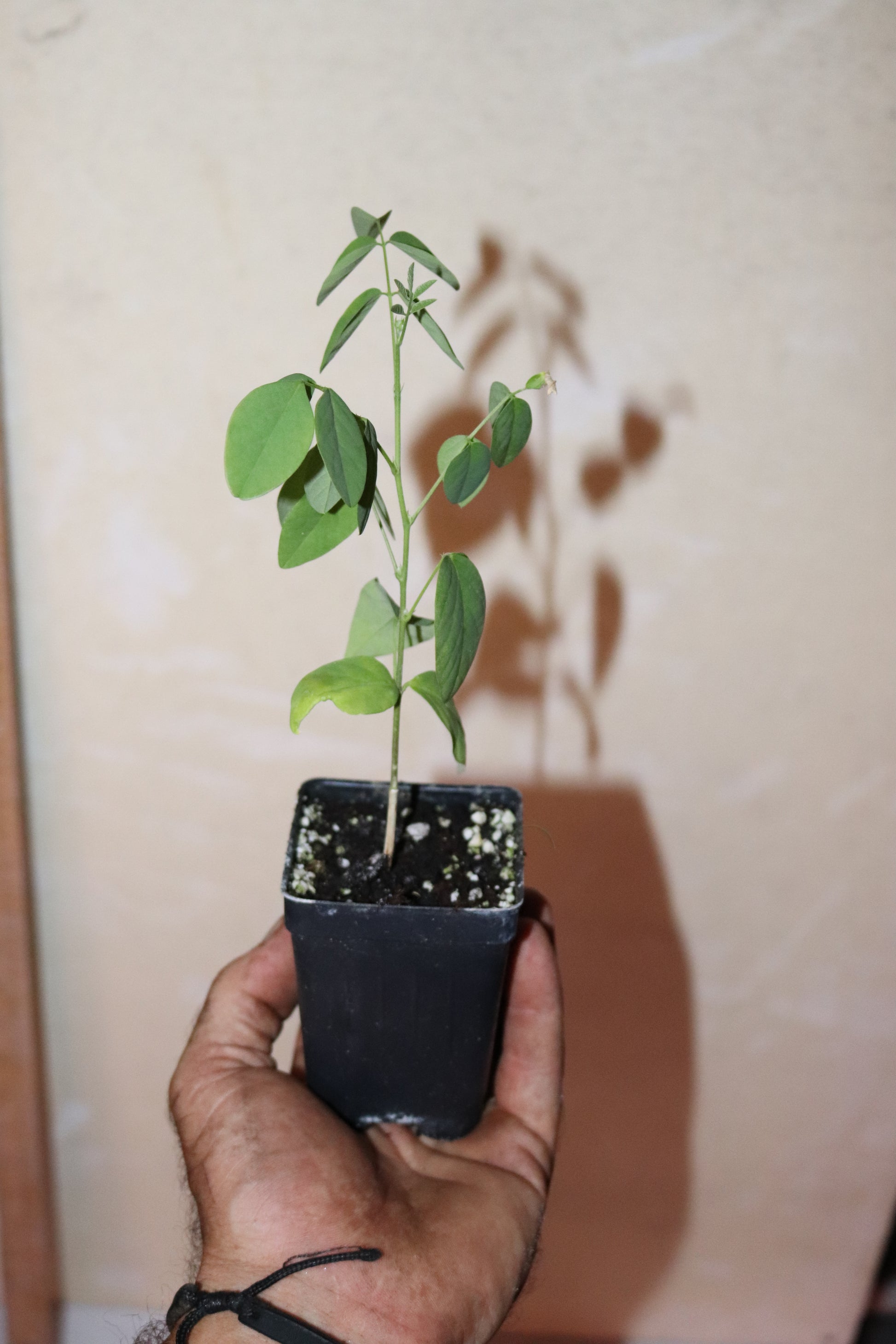 10" Tall Blue Butterfly Pea - Asian Pigeonwings (Clitoria Ternatea) Organic