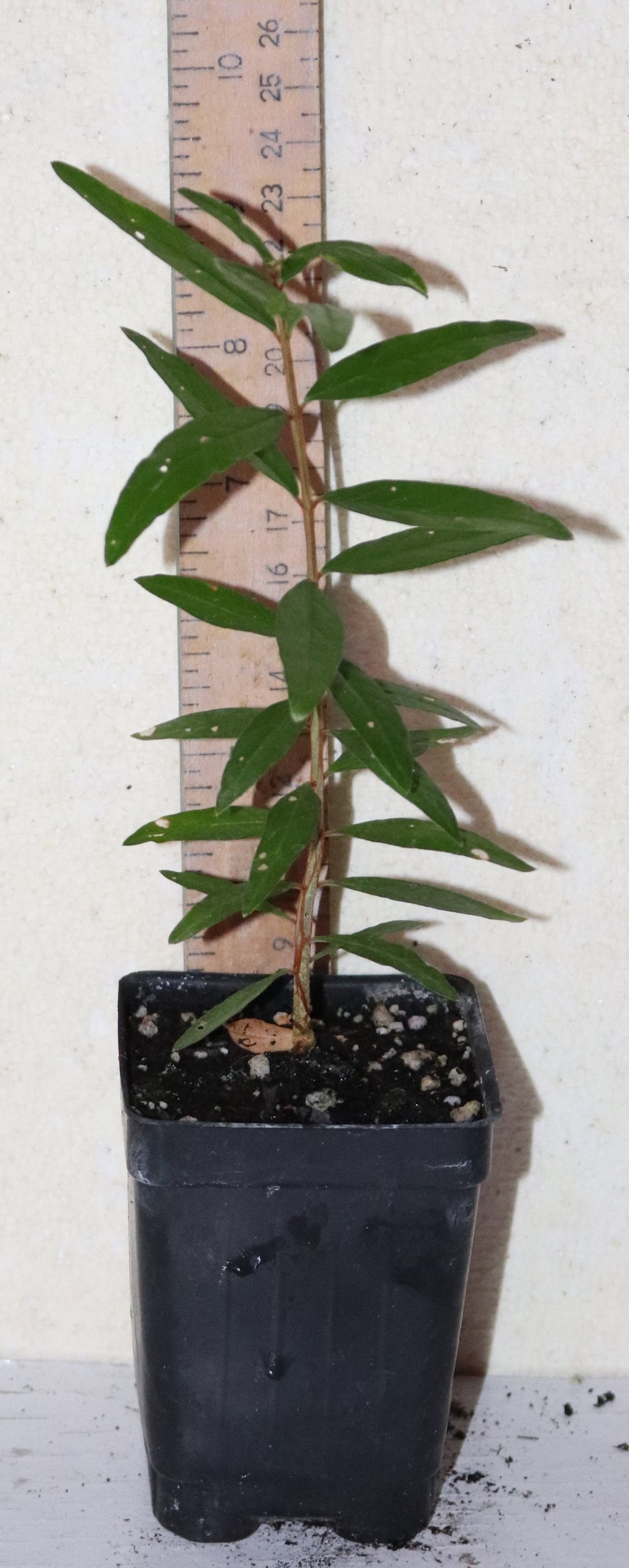 9" Tall Wonderful Pomegranate Seedling (Punica Granatum) Organic