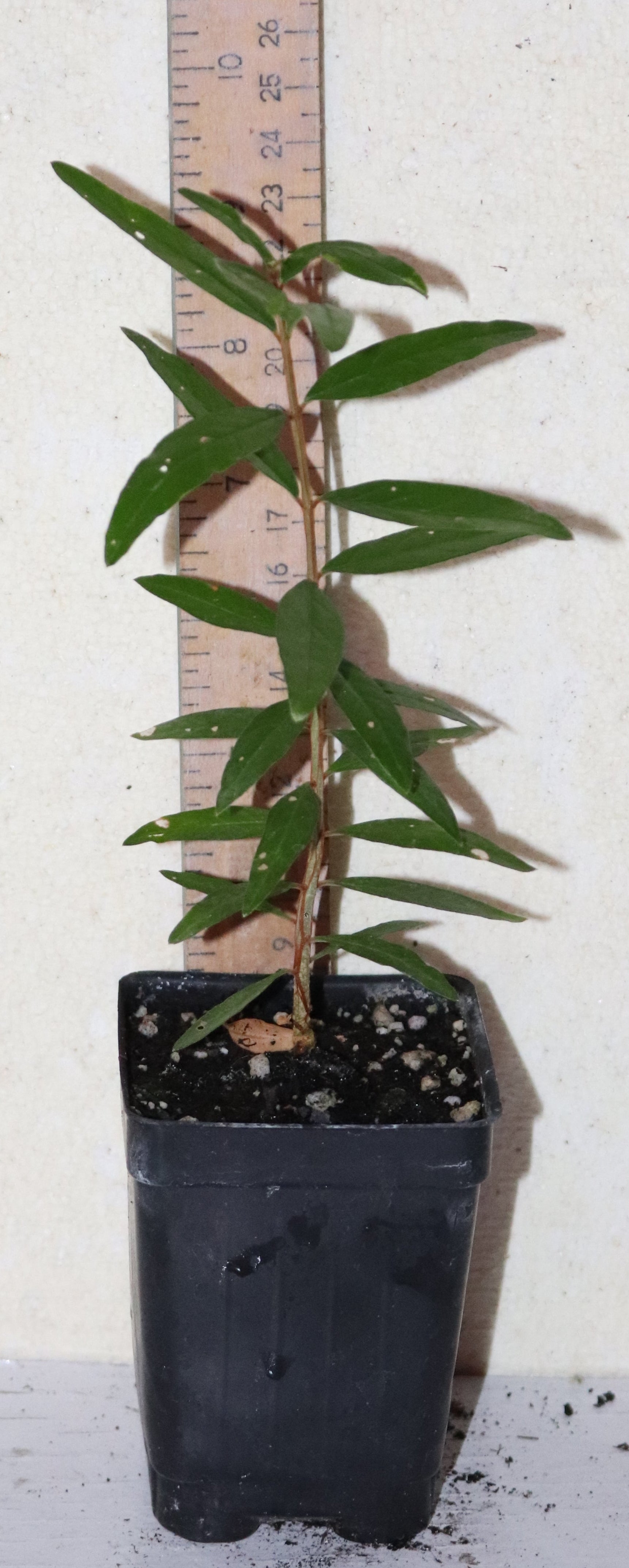 9" Tall Wonderful Pomegranate Seedling (Punica Granatum) Organic