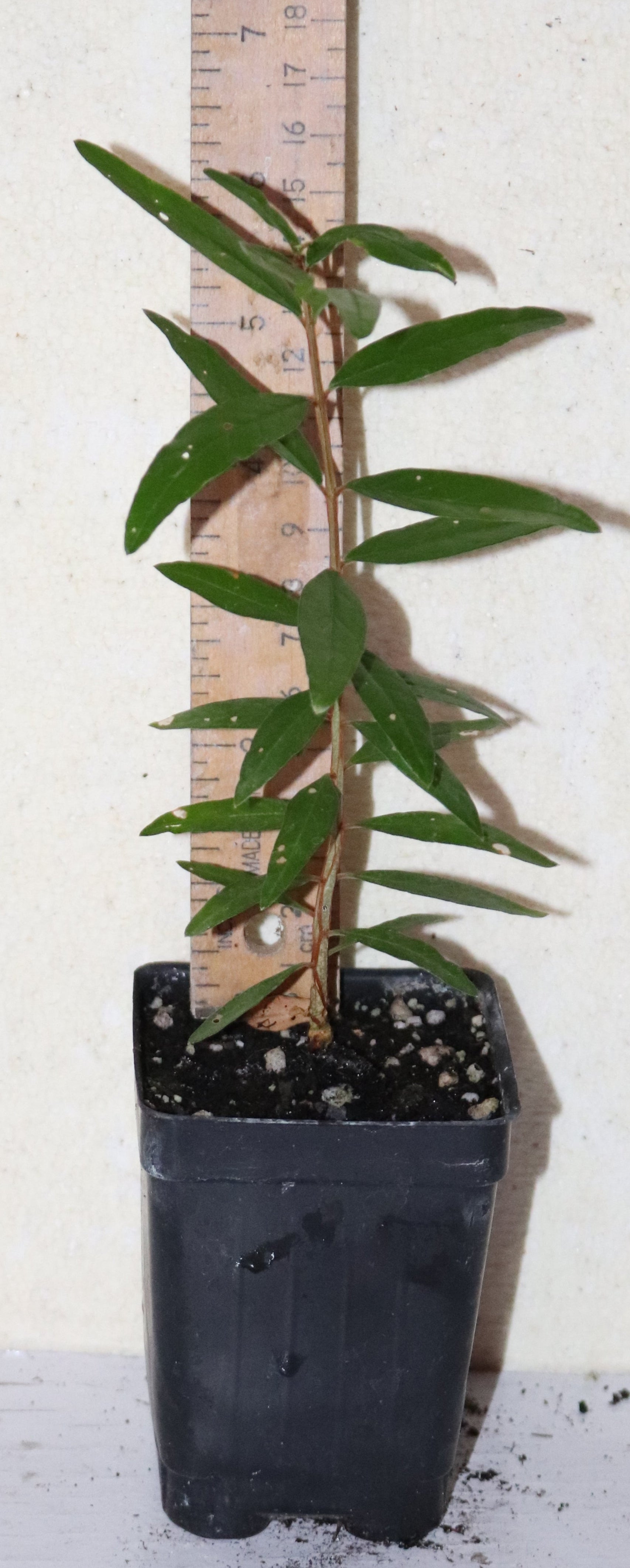 9" Tall Wonderful Pomegranate Seedling (Punica Granatum) Organic