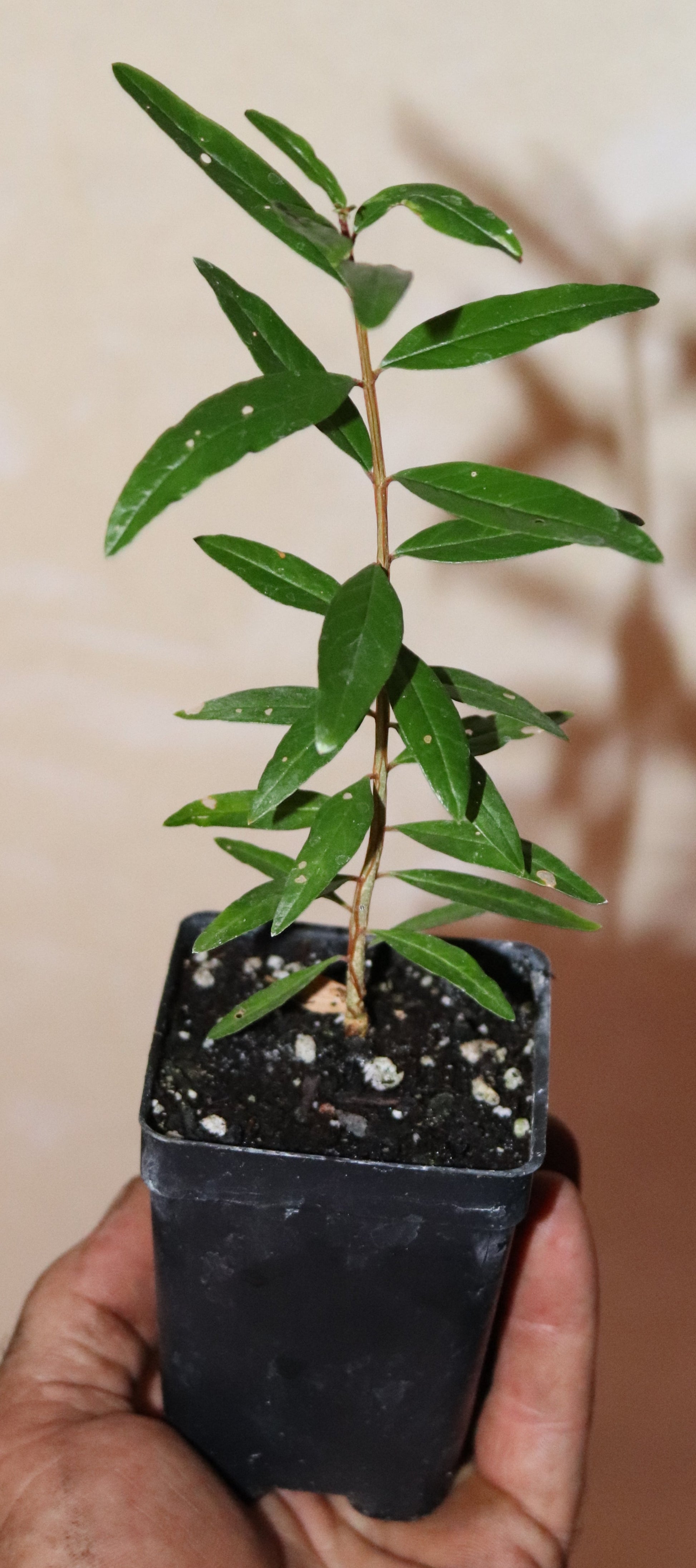 9" Tall Wonderful Pomegranate Seedling (Punica Granatum) Organic