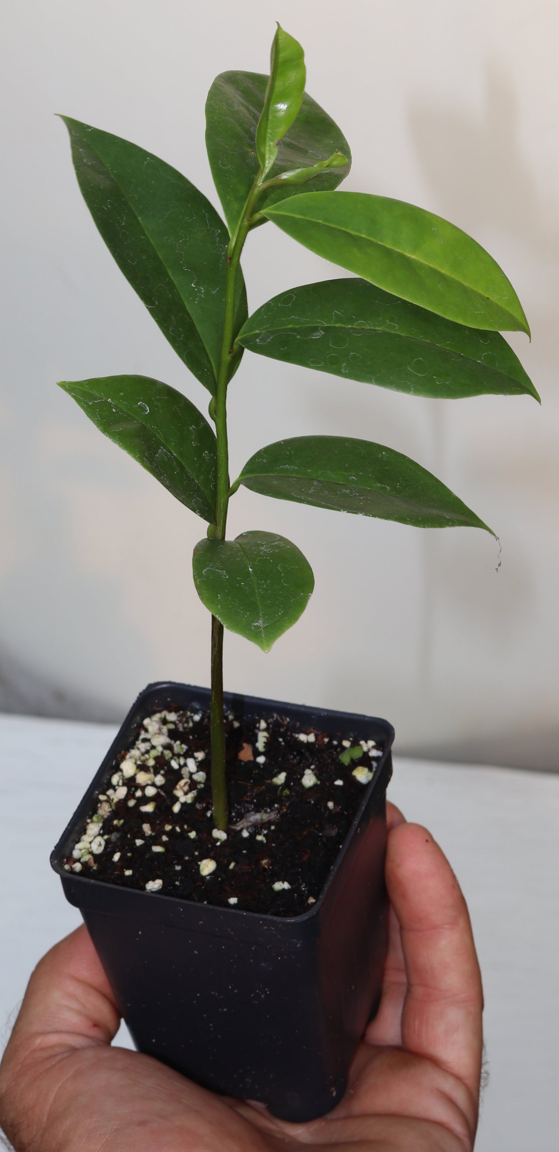 10" Tall Soursop Guanabana (Annona Muricata) Live Seedling RARE Medicinal