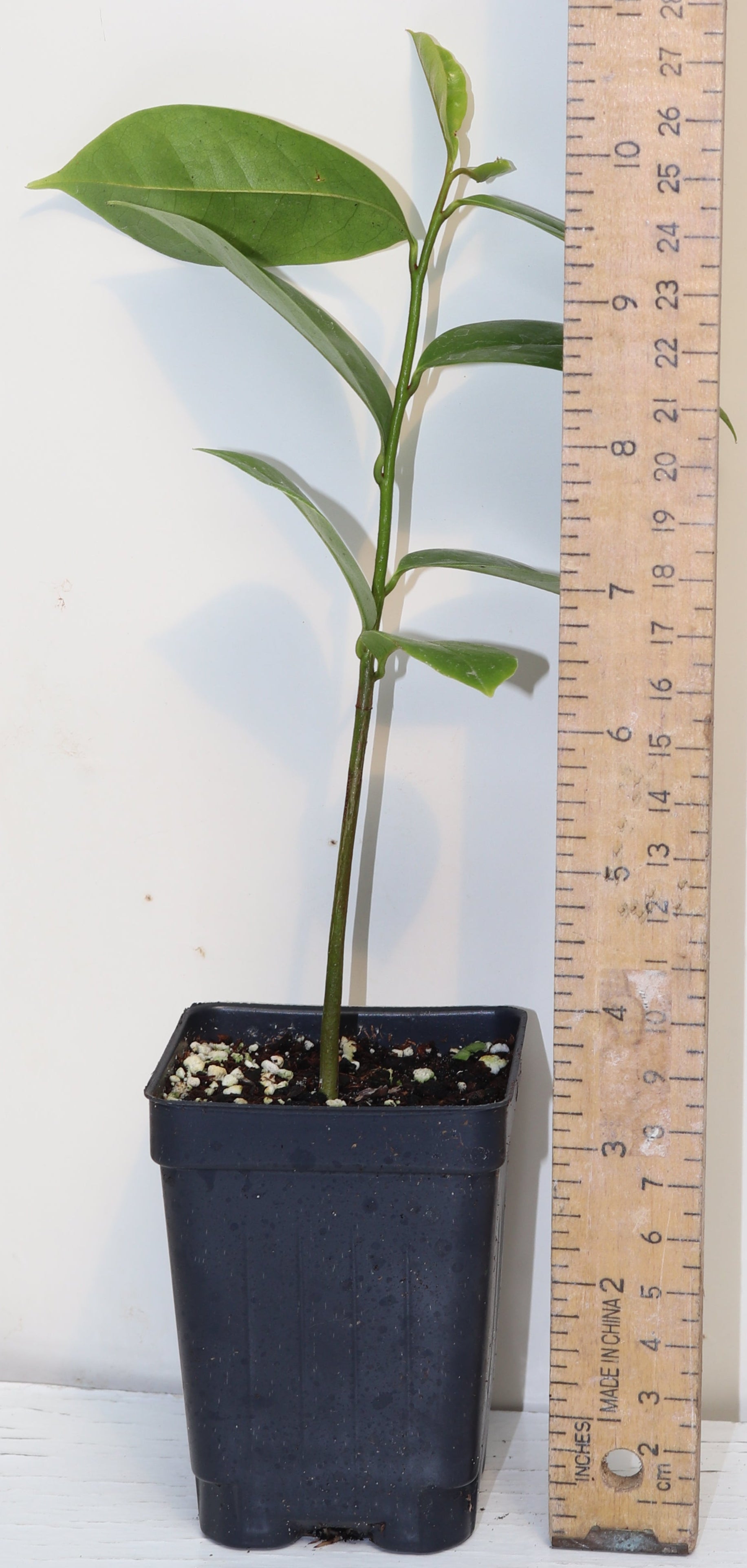 10" Tall Soursop Guanabana (Annona Muricata) Live Seedling RARE Medicinal