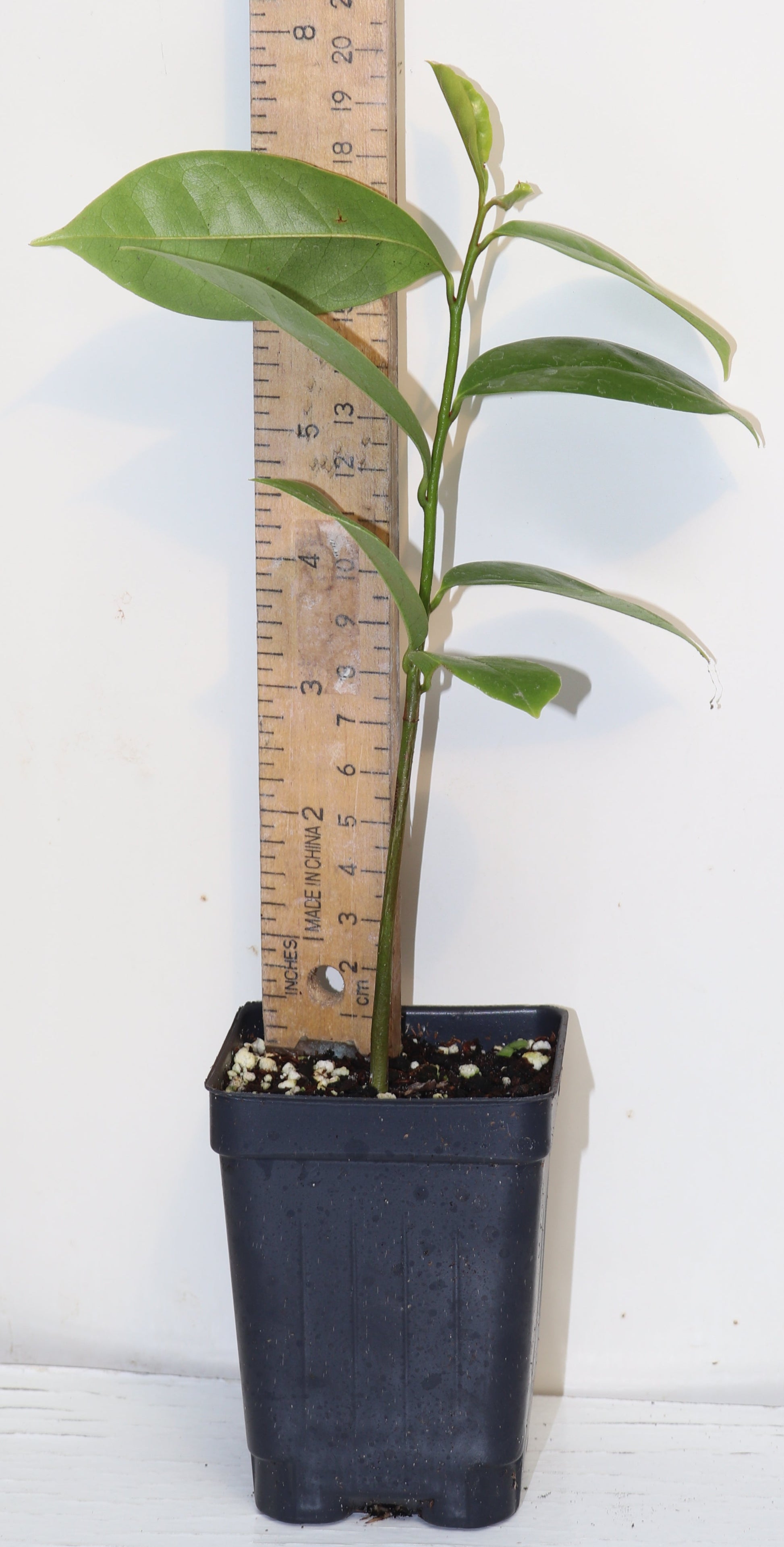 10" Tall Soursop Guanabana (Annona Muricata) Live Seedling RARE Medicinal