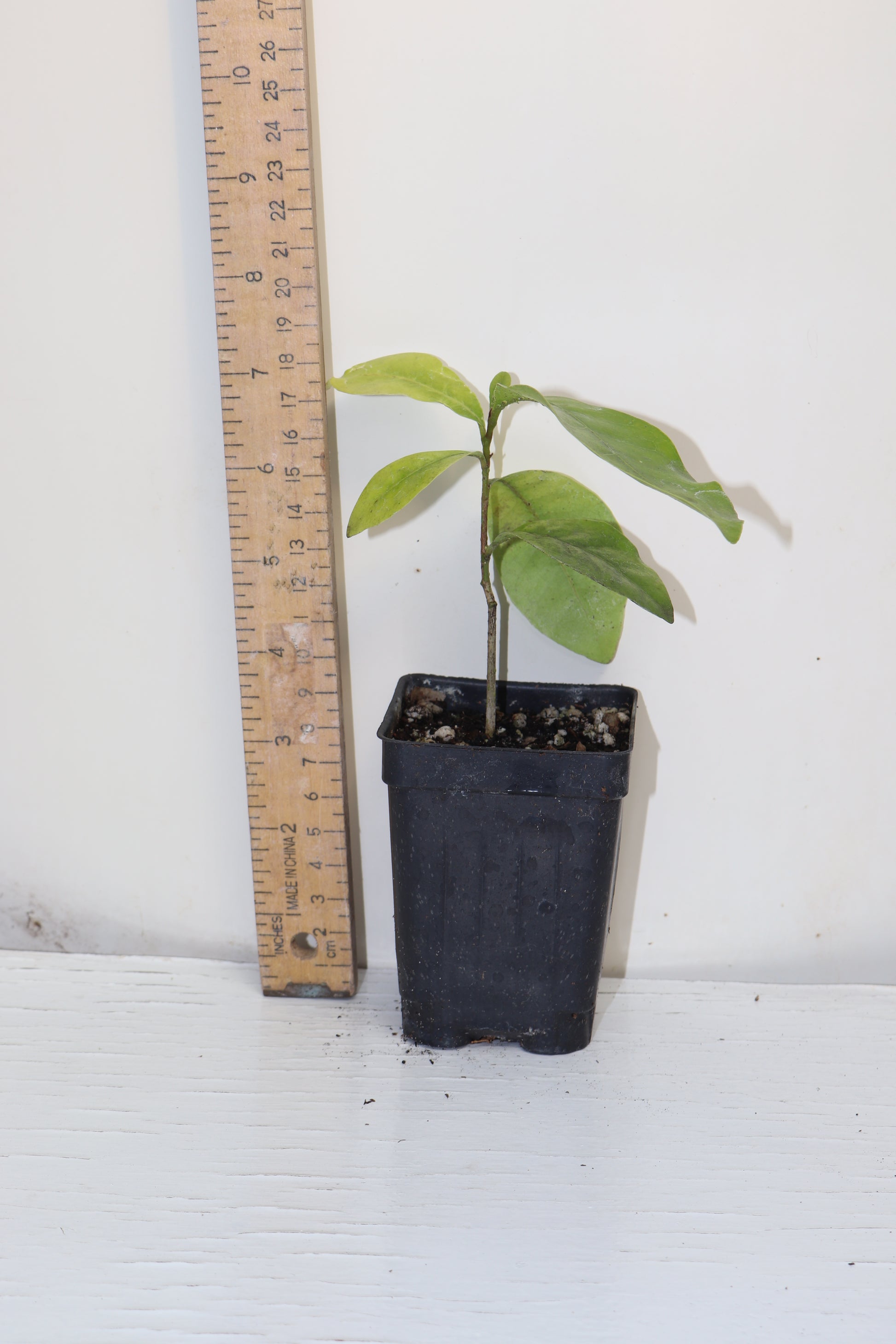 7" Pink Lime Berry (Glycosmis Trifoliate) Live Seedling Rare Organic