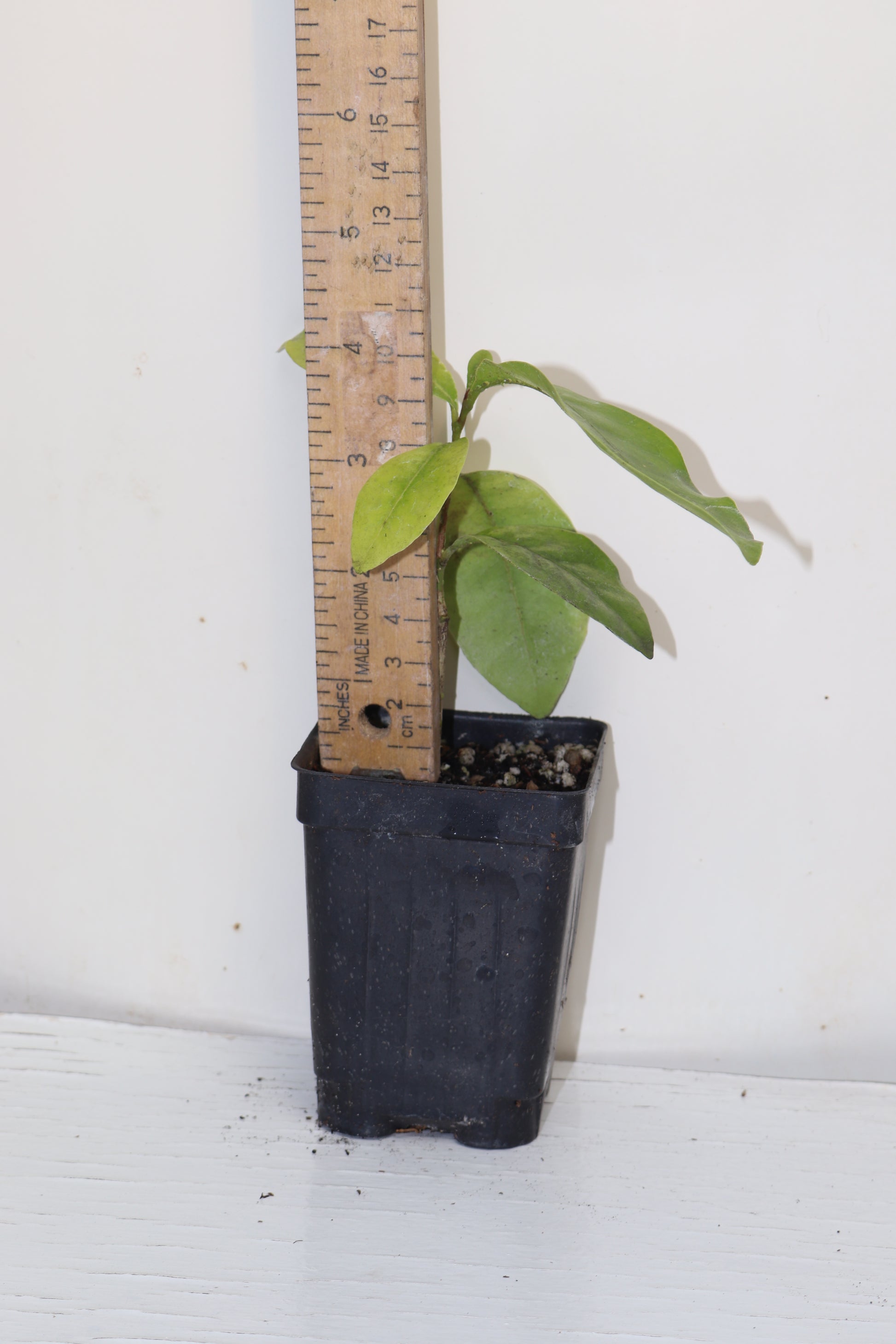 7" Pink Lime Berry (Glycosmis Trifoliate) Live Seedling Rare Organic