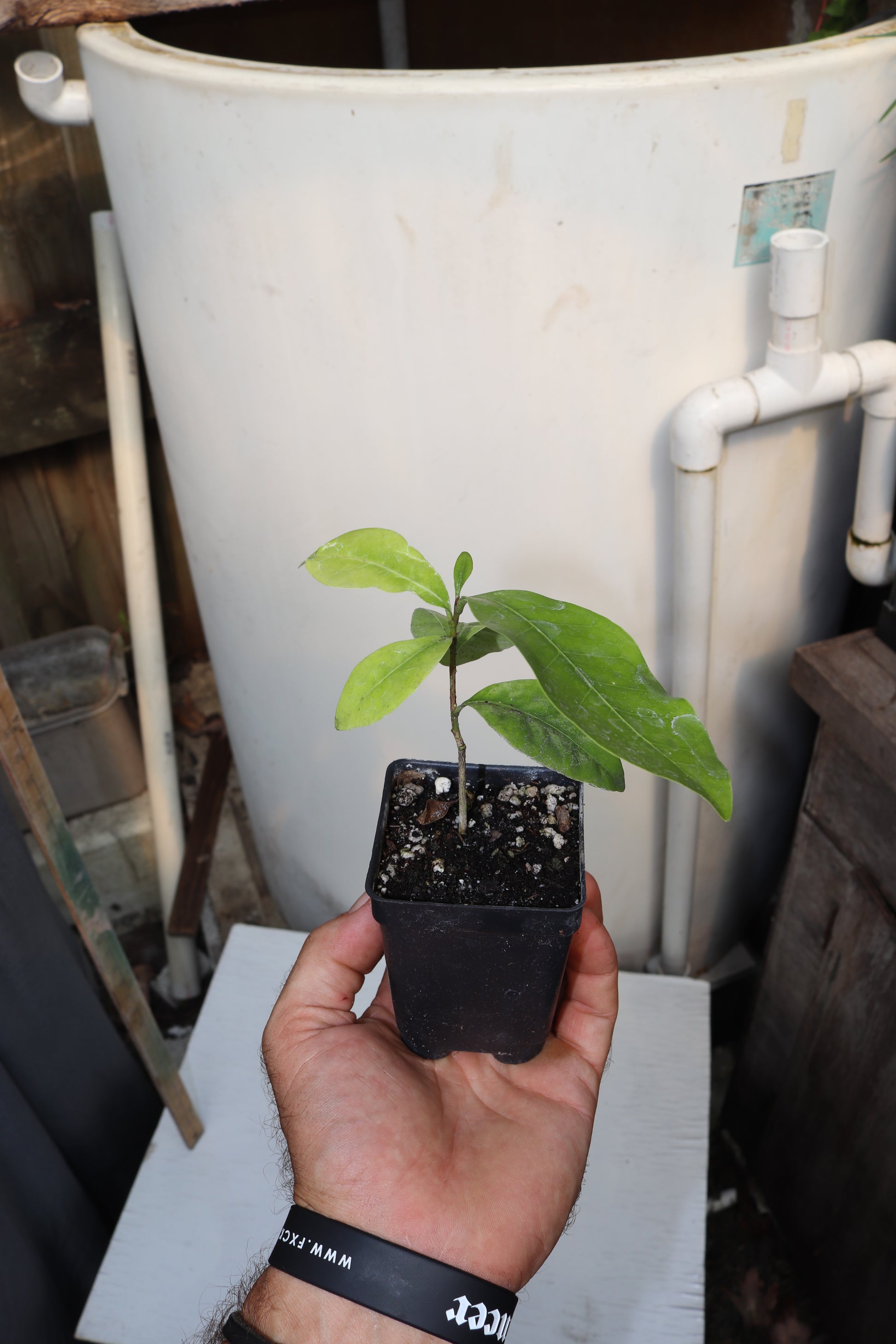 7" Pink Lime Berry (Glycosmis Trifoliate) Live Seedling Rare Organic