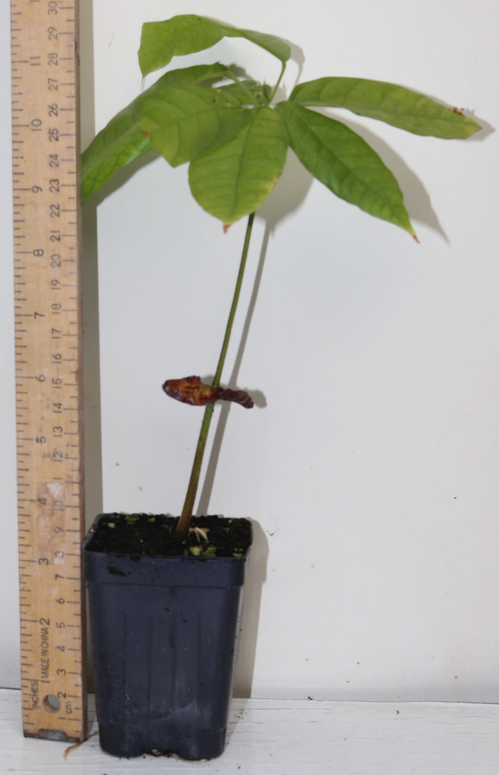 10" Theobroma Cocoa Live Seedling King Of Cocoa Criollo RARE Chocolate Bean