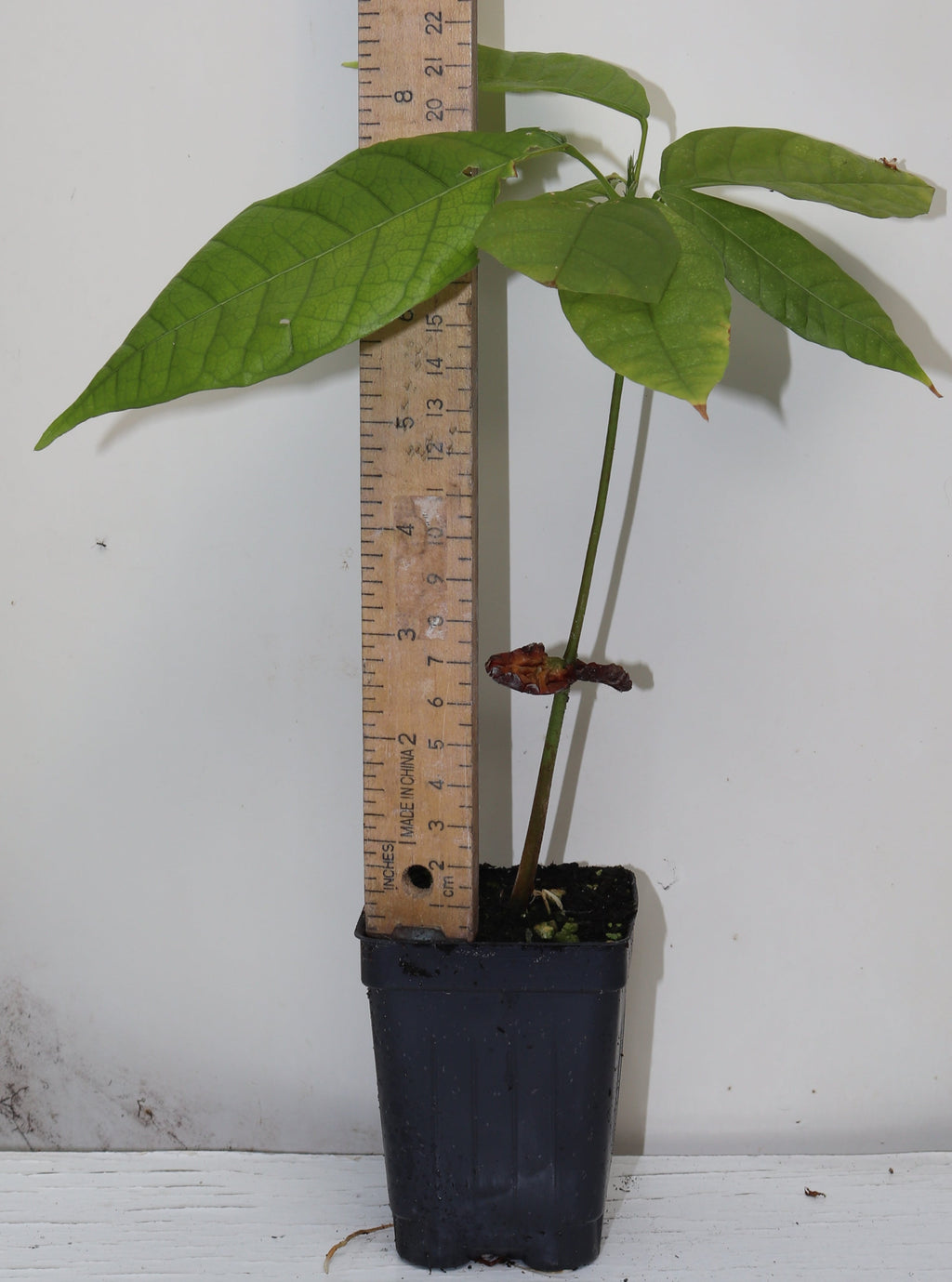 10" Theobroma Cocoa Live Seedling King Of Cocoa Criollo RARE Chocolate Bean