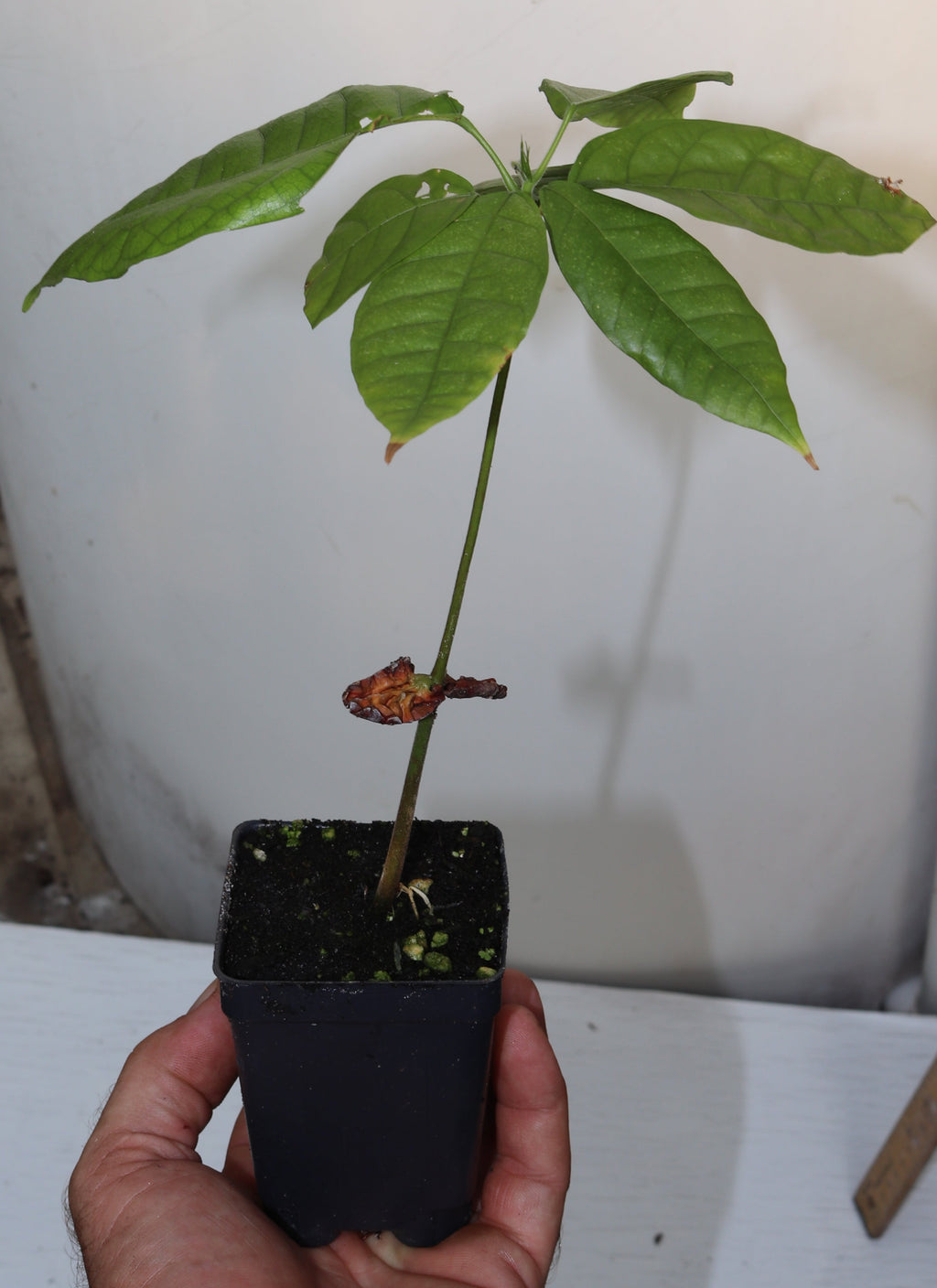 10" Theobroma Cocoa Live Seedling King Of Cocoa Criollo RARE Chocolate Bean