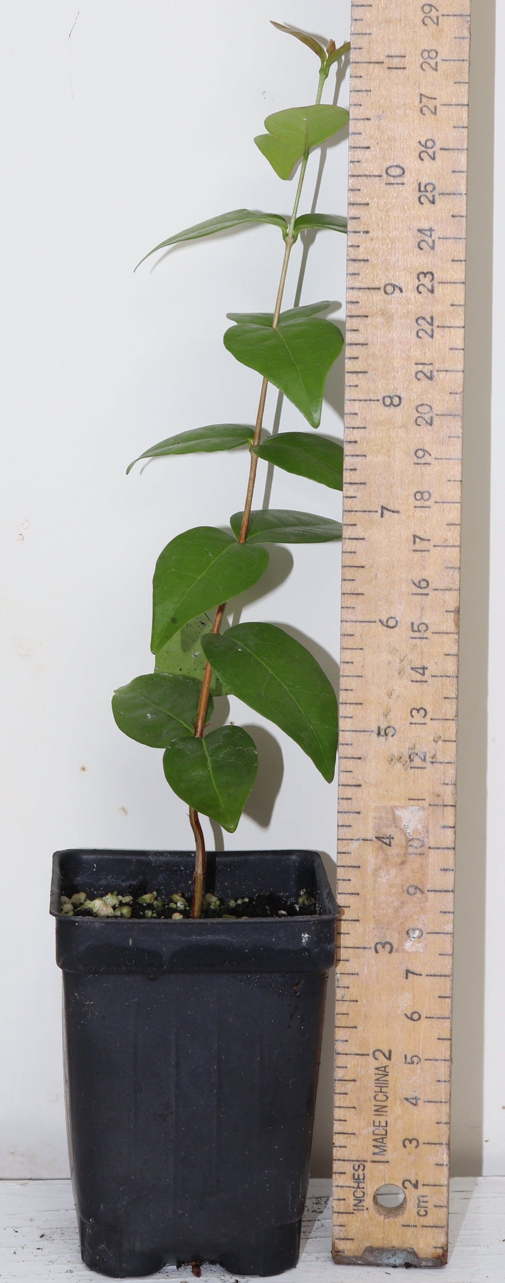9" HUGE Fruit Zill Surinam Cherry (Eugenia Uniflora Var) live seedling Very RARE!