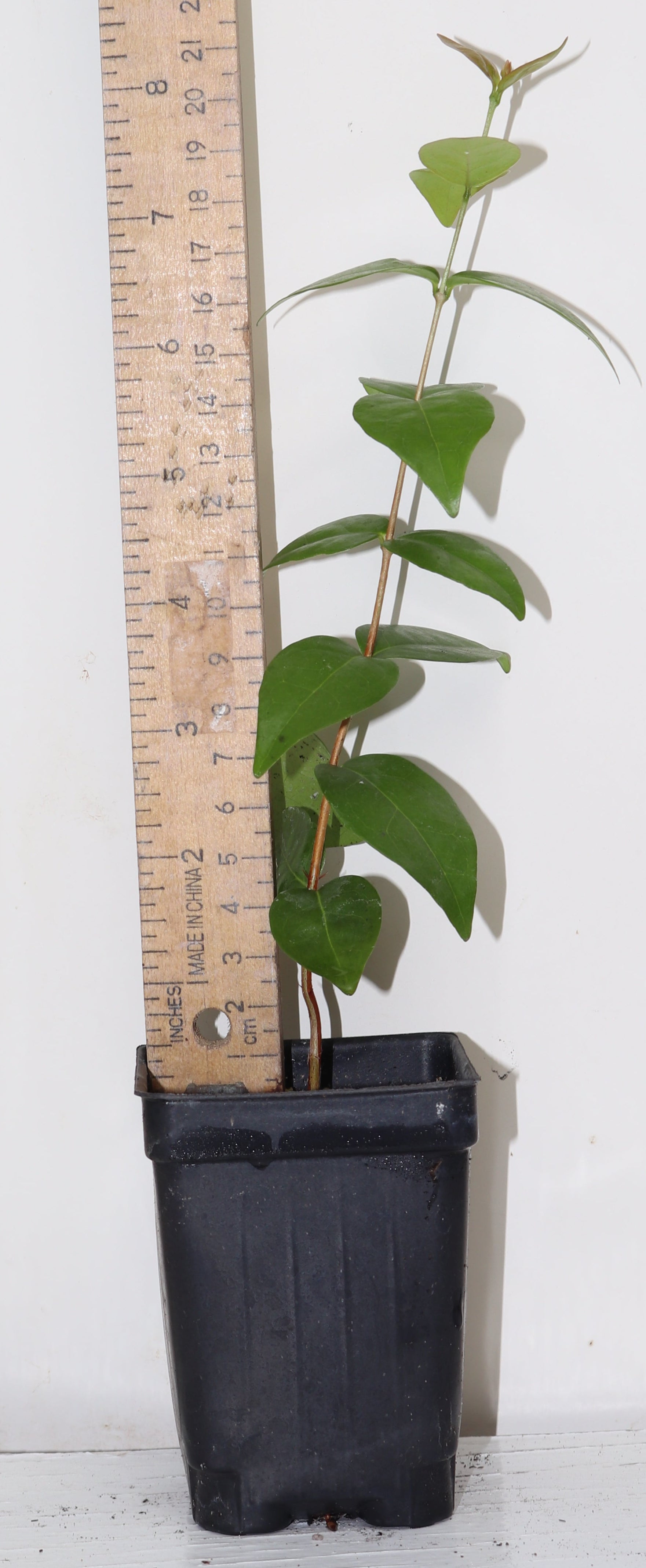 9" HUGE Fruit Zill Surinam Cherry (Eugenia Uniflora Var) live seedling Very RARE!