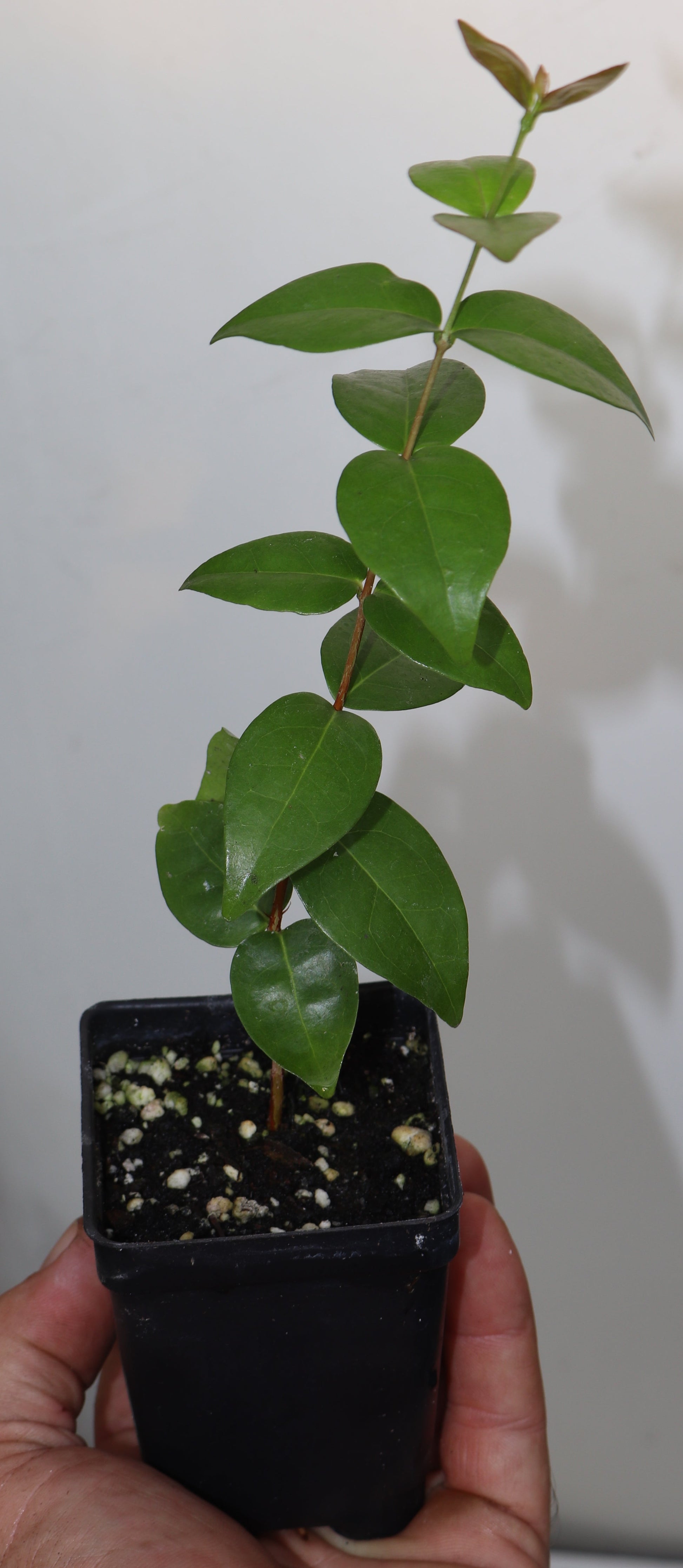 9" HUGE Fruit Zill Surinam Cherry (Eugenia Uniflora Var) live seedling Very RARE!