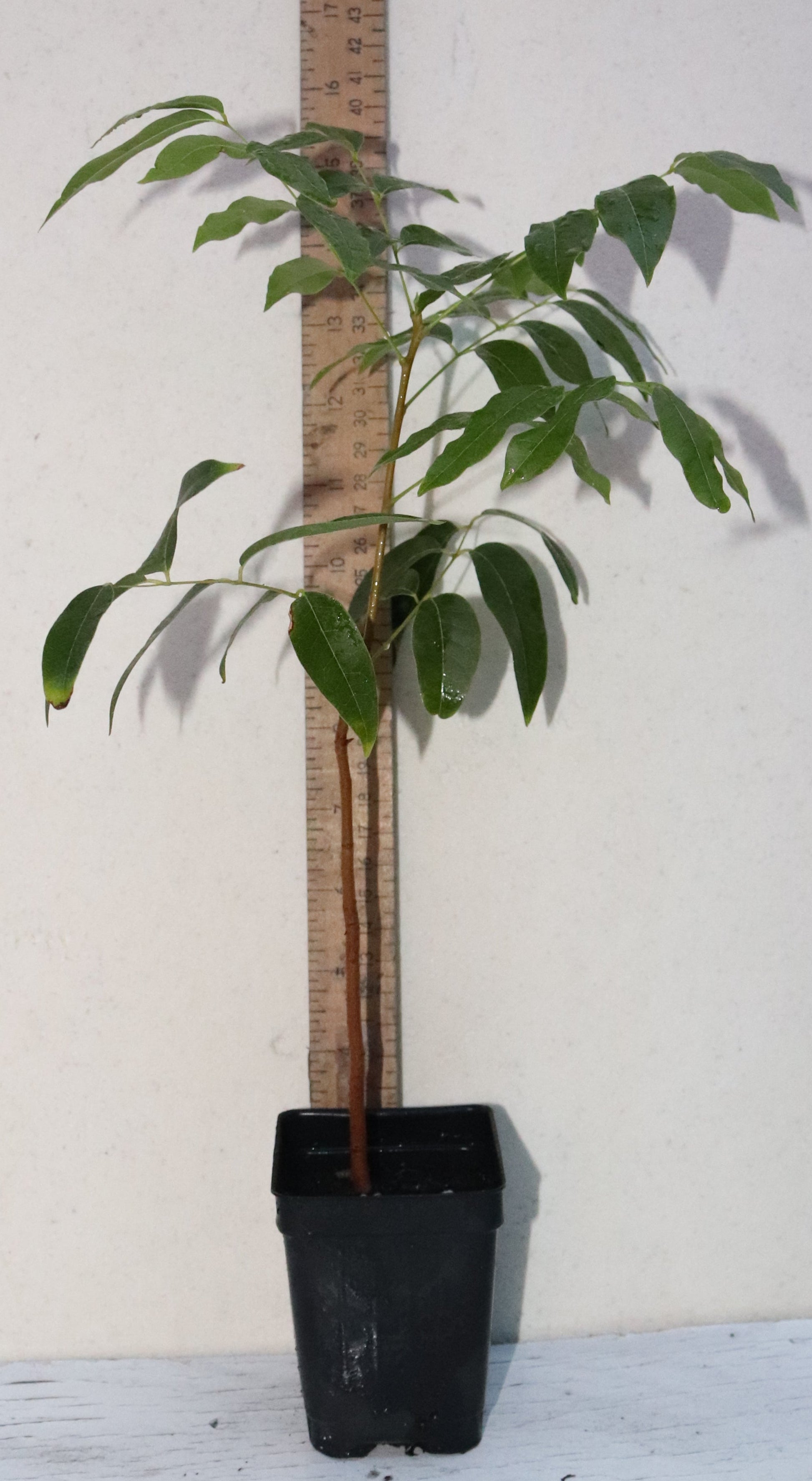 15" Tall Mahogany Seedling Organic (Swietenia Mahagoni) Timber