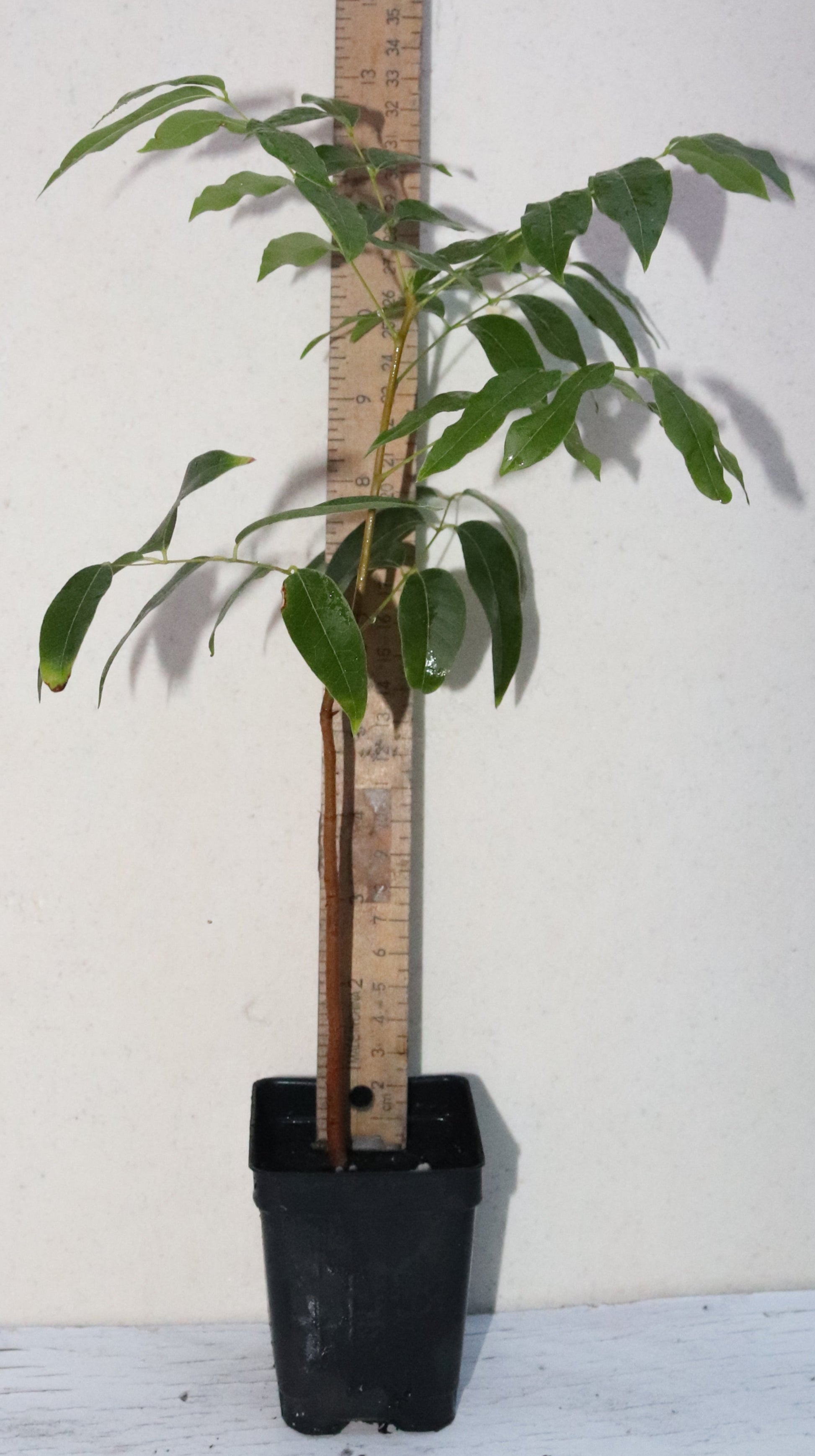 15" Tall Mahogany Seedling Organic (Swietenia Mahagoni) Timber