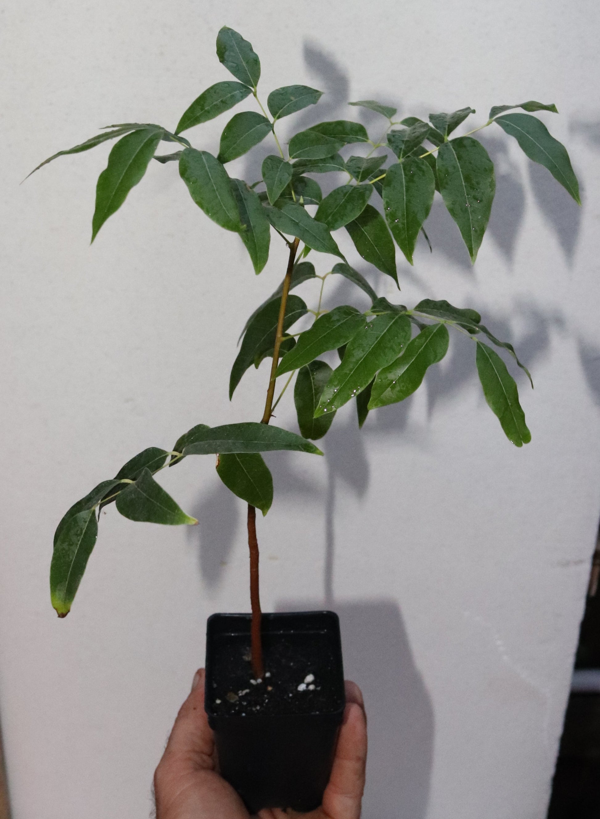 15" Tall Mahogany Seedling Organic (Swietenia Mahagoni) Timber