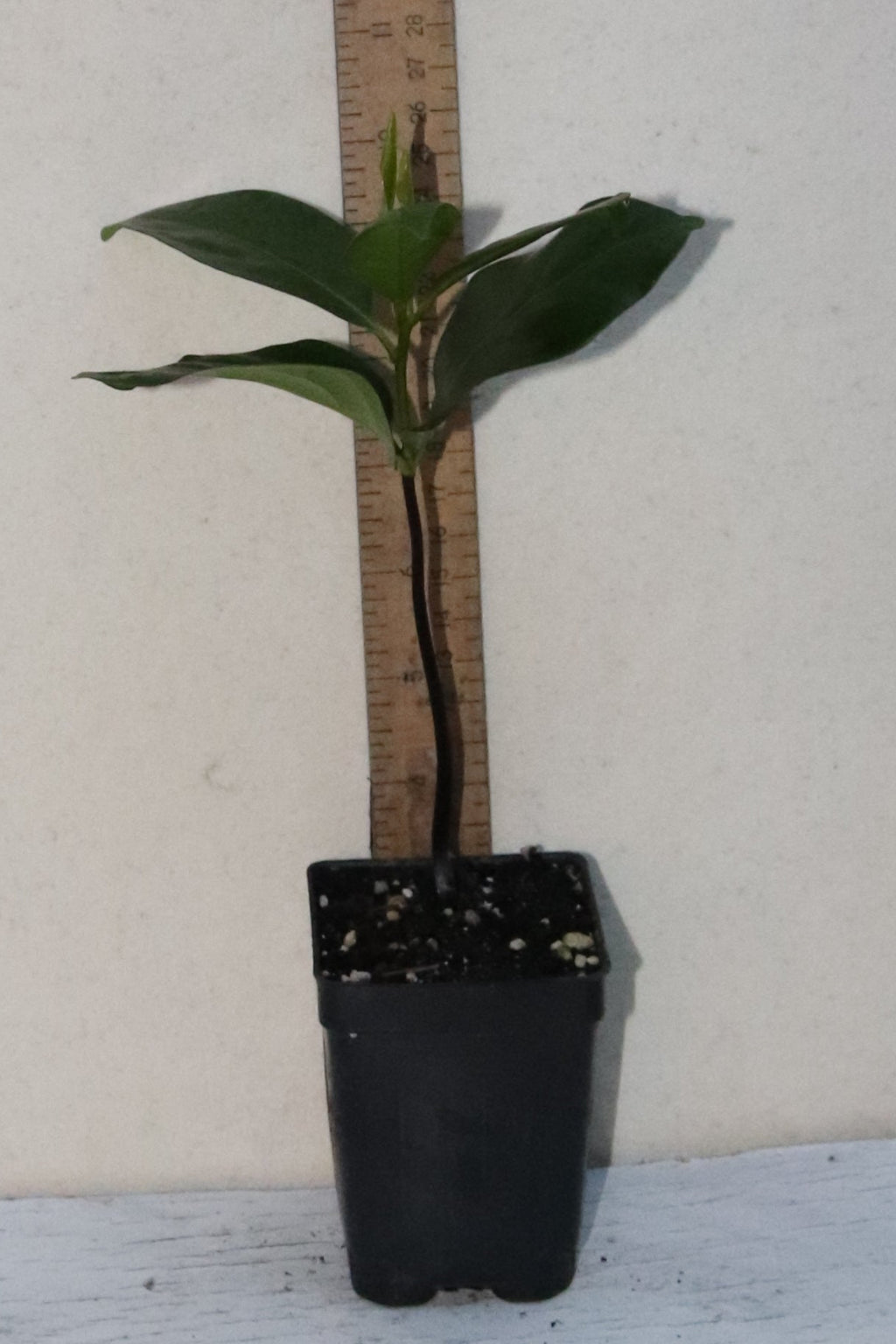 10" Tall Black Sapote Live Seedling Chocolate Pudding (Diospyros Nigra) Organic