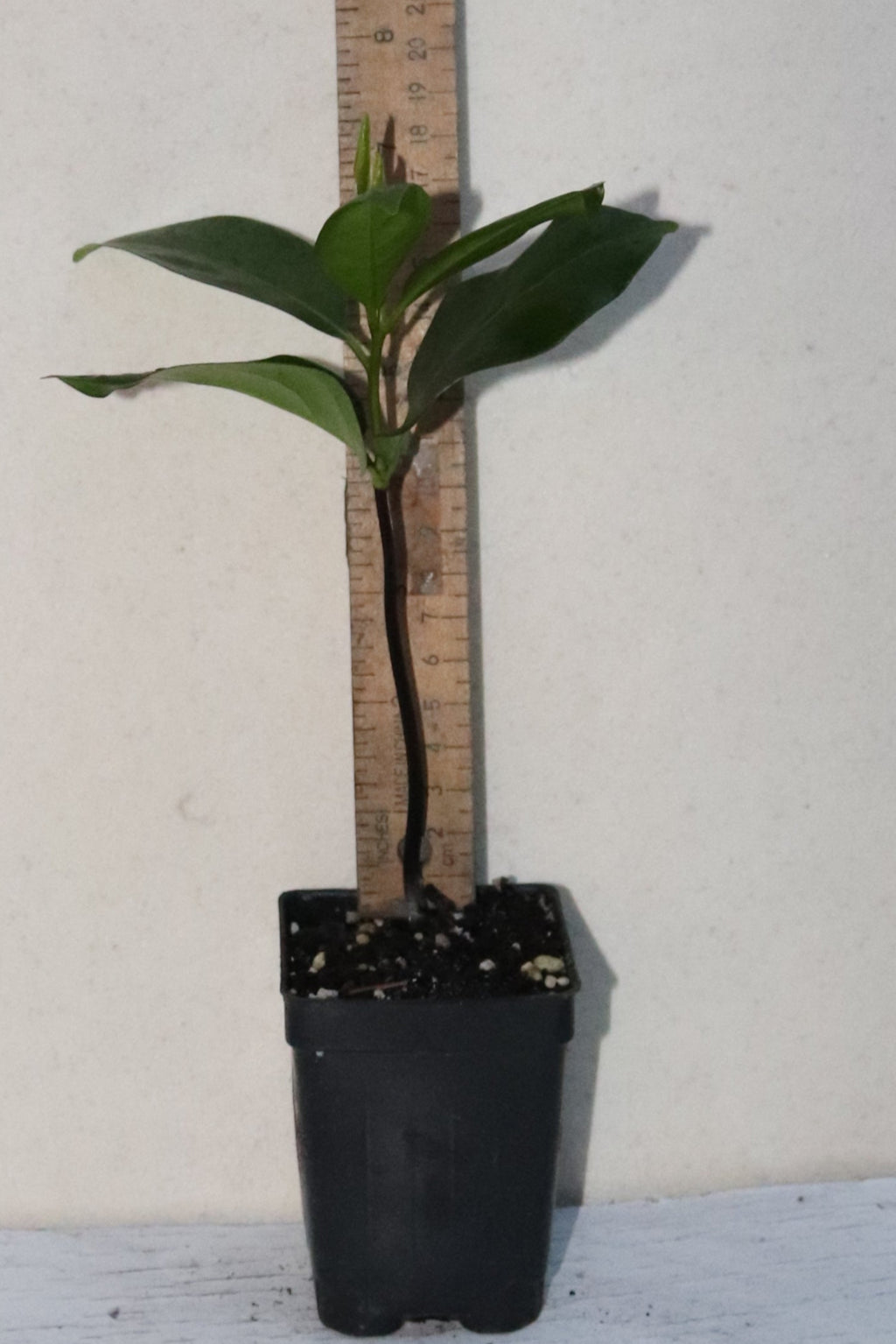 10" Tall Black Sapote Live Seedling Chocolate Pudding (Diospyros Nigra) Organic