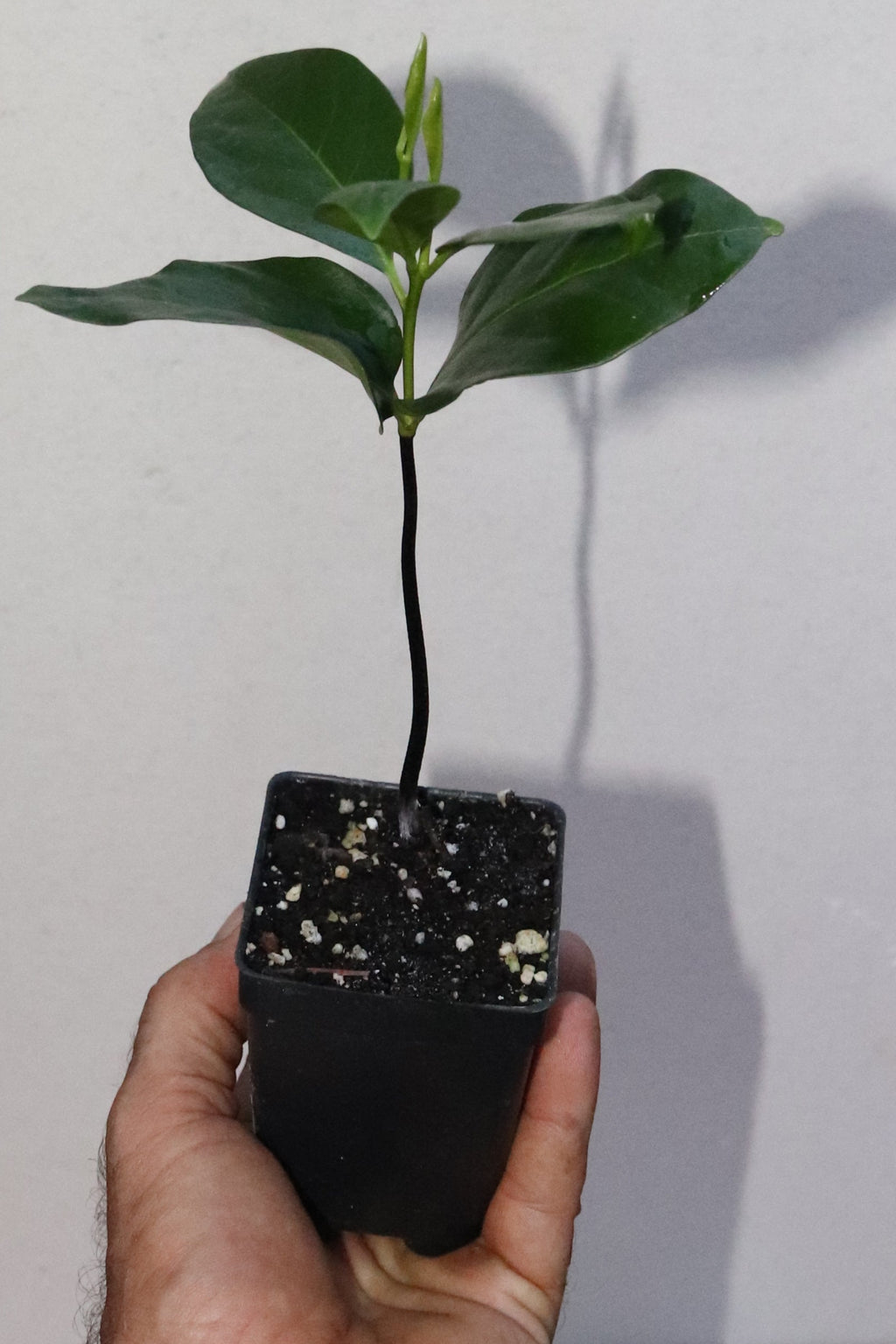 10" Tall Black Sapote Live Seedling Chocolate Pudding (Diospyros Nigra) Organic