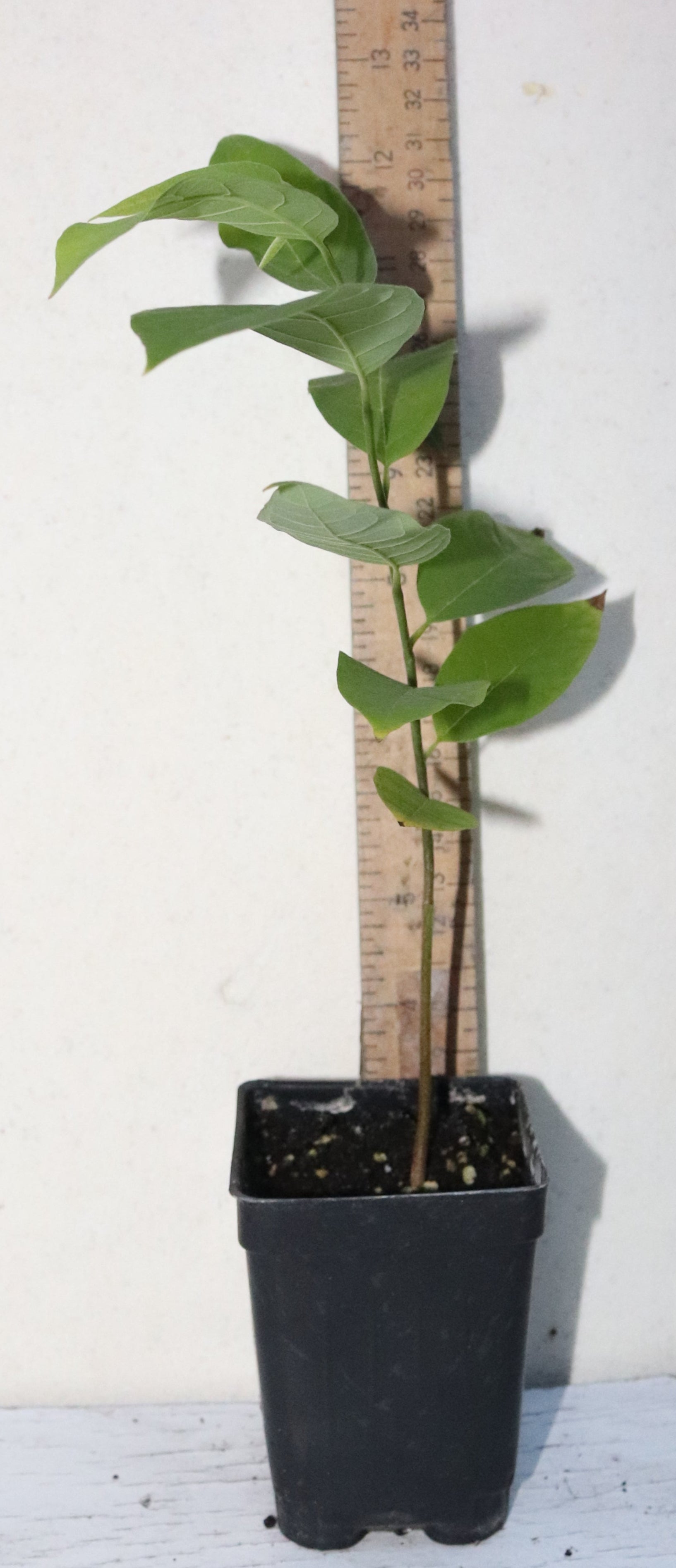 Red Sugar Apple seedling (ANNONA SQUAMOSA) Live Plant Organic RARE 8" Tall Sweet