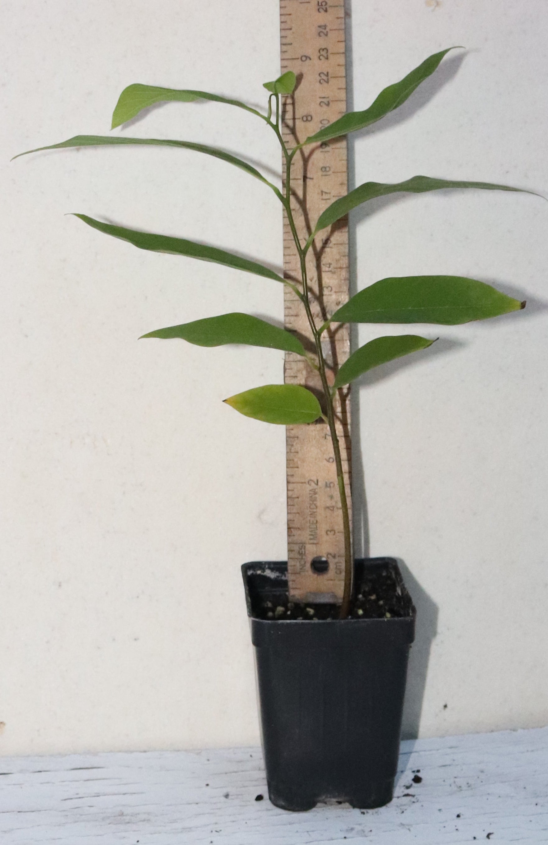 Red Sugar Apple seedling (ANNONA SQUAMOSA) Live Plant Organic RARE 8" Tall Sweet