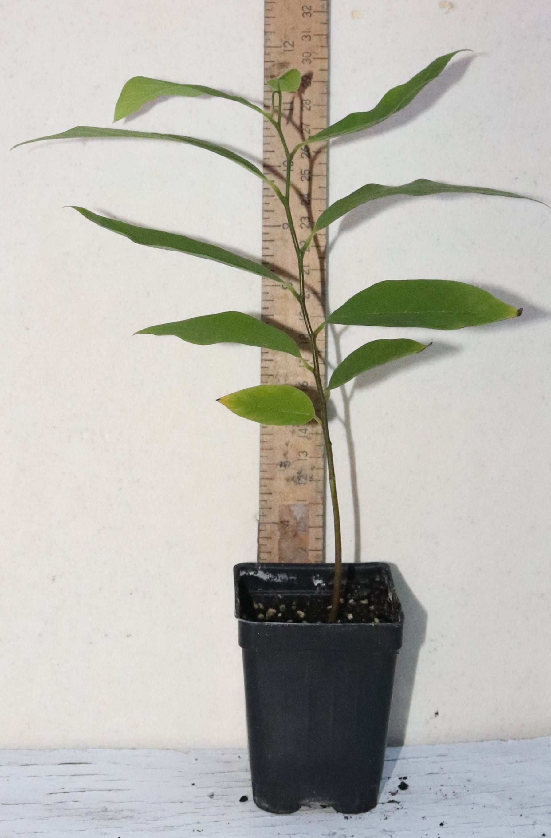 Red Sugar Apple seedling (ANNONA SQUAMOSA) Live Plant Organic RARE 8" Tall Sweet