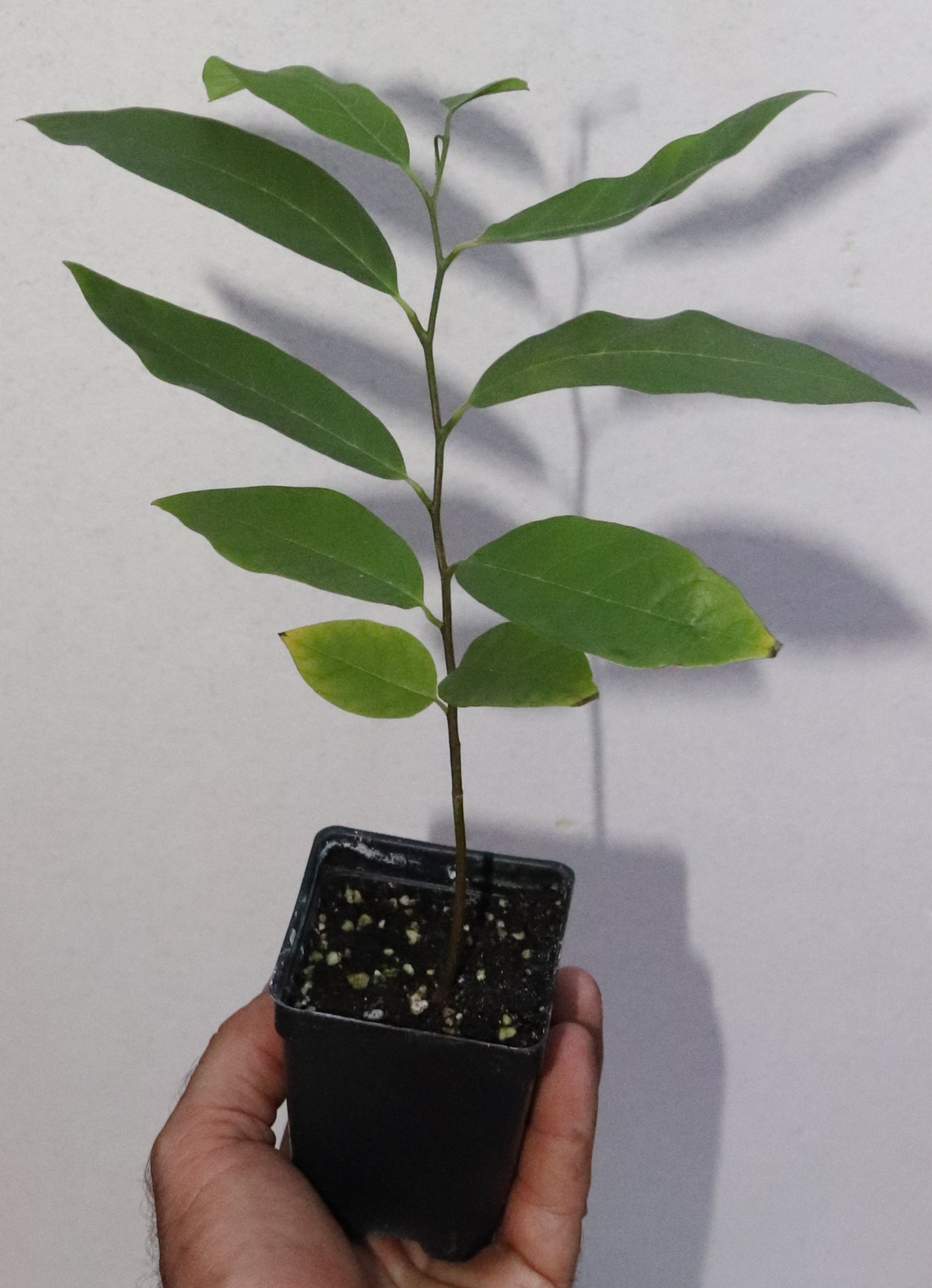 Red Sugar Apple seedling (ANNONA SQUAMOSA) Live Plant Organic RARE 8" Tall Sweet