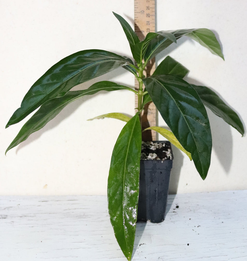 8" Tall Noni Fruit Seedling (Morinda Citrifolia) Organic Tropical
