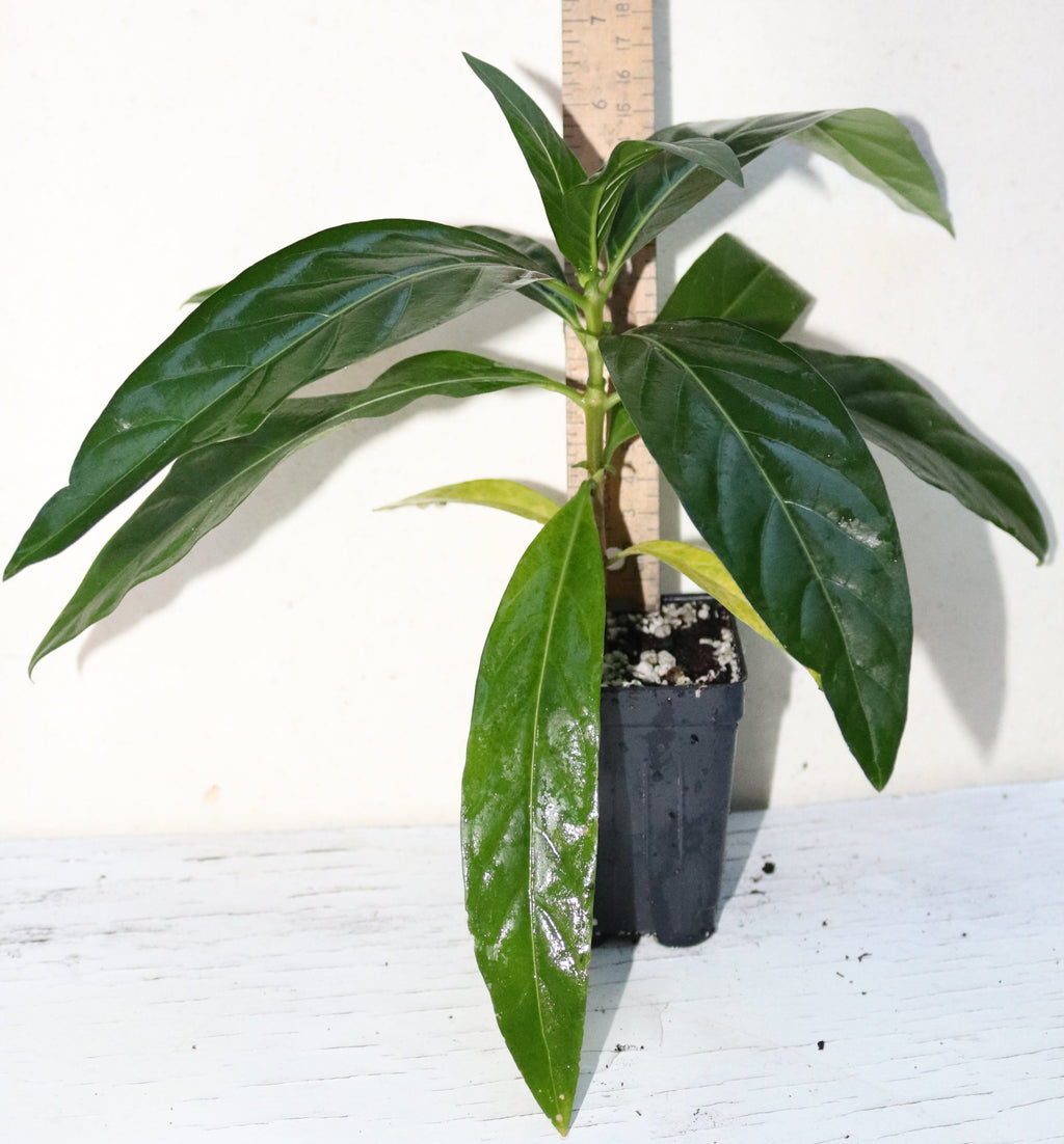 8" Tall Noni Fruit Seedling (Morinda Citrifolia) Organic Tropical
