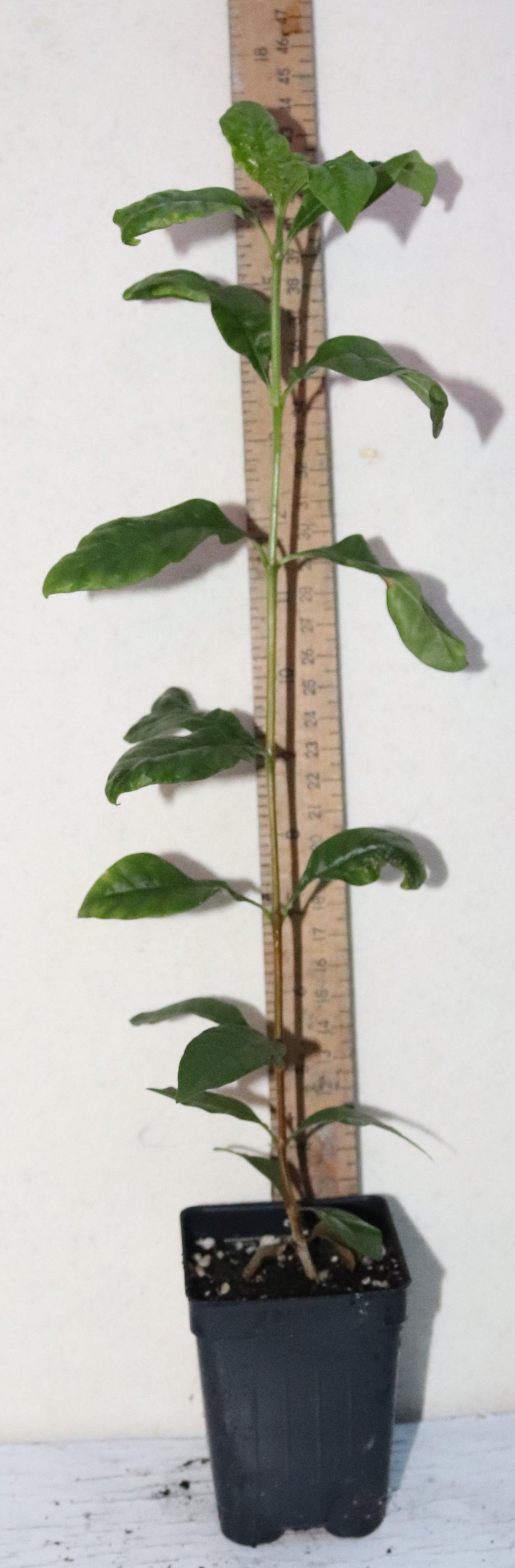 9" Tall Blackberry Jam Fruit Live Seedling (Rosenbergiodendron Formosum)Organic