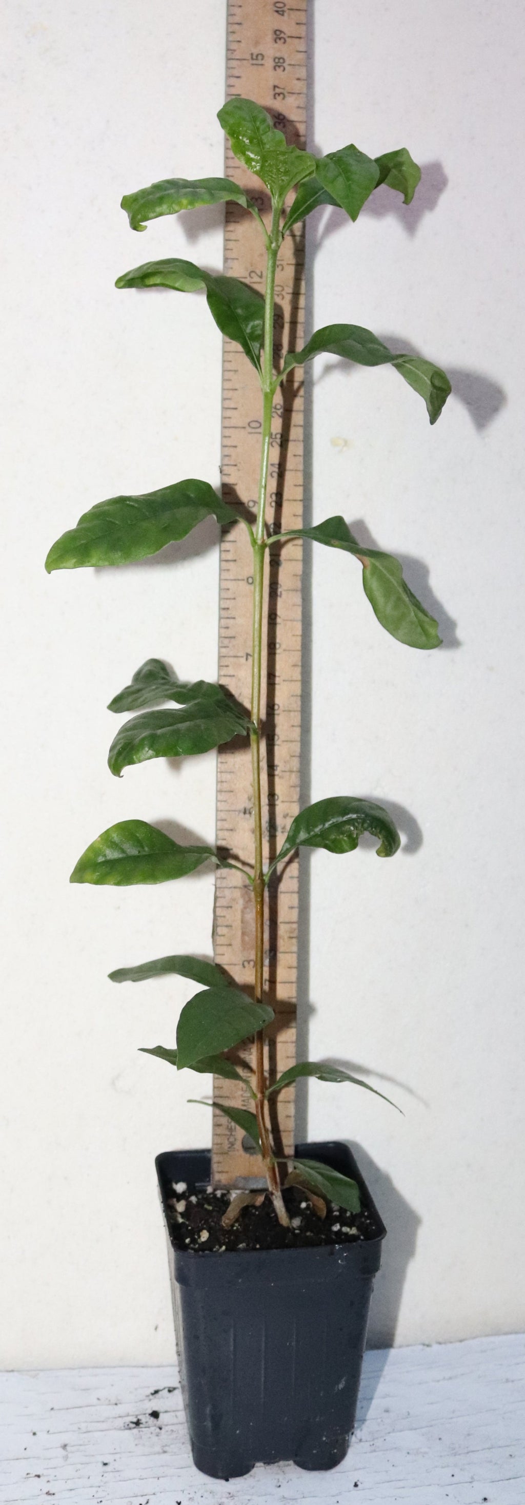 9" Tall Blackberry Jam Fruit Live Seedling (Rosenbergiodendron Formosum)Organic