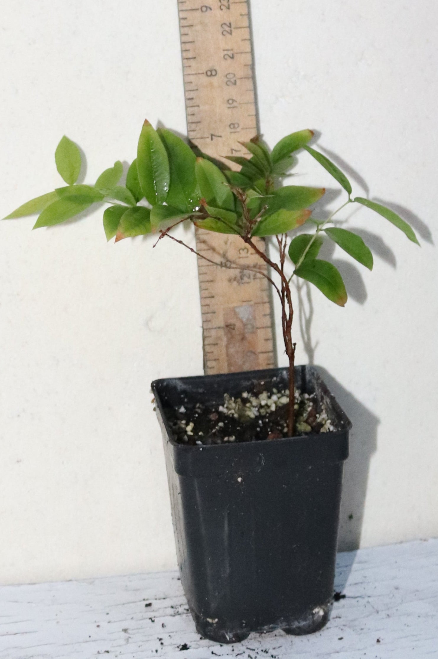 7" Red Jaboticaba Sabra Seedling (Plinia Cauliflora) Organic Rare