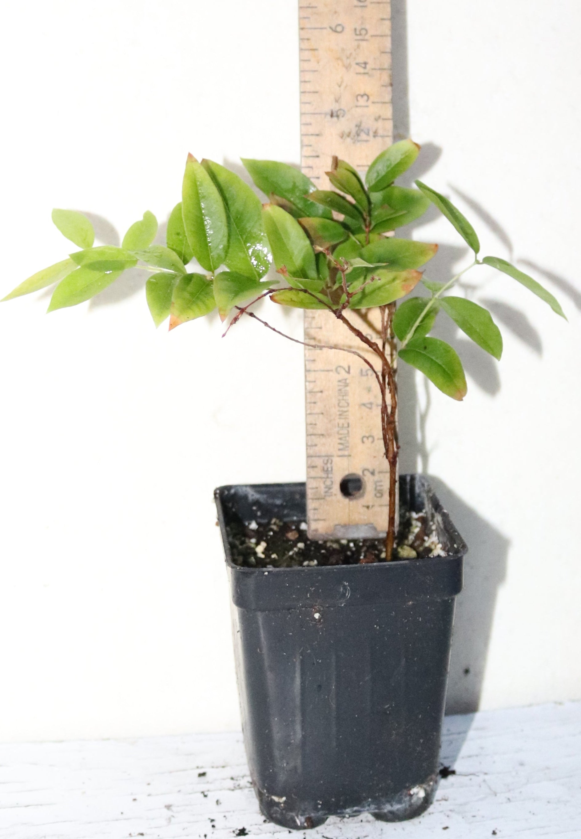7" Red Jaboticaba Sabra Seedling (Plinia Cauliflora) Organic Rare