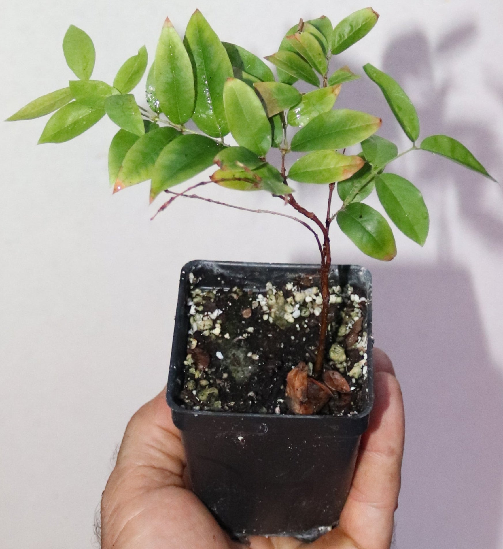 7" Red Jaboticaba Sabra Seedling (Plinia Cauliflora) Organic Rare