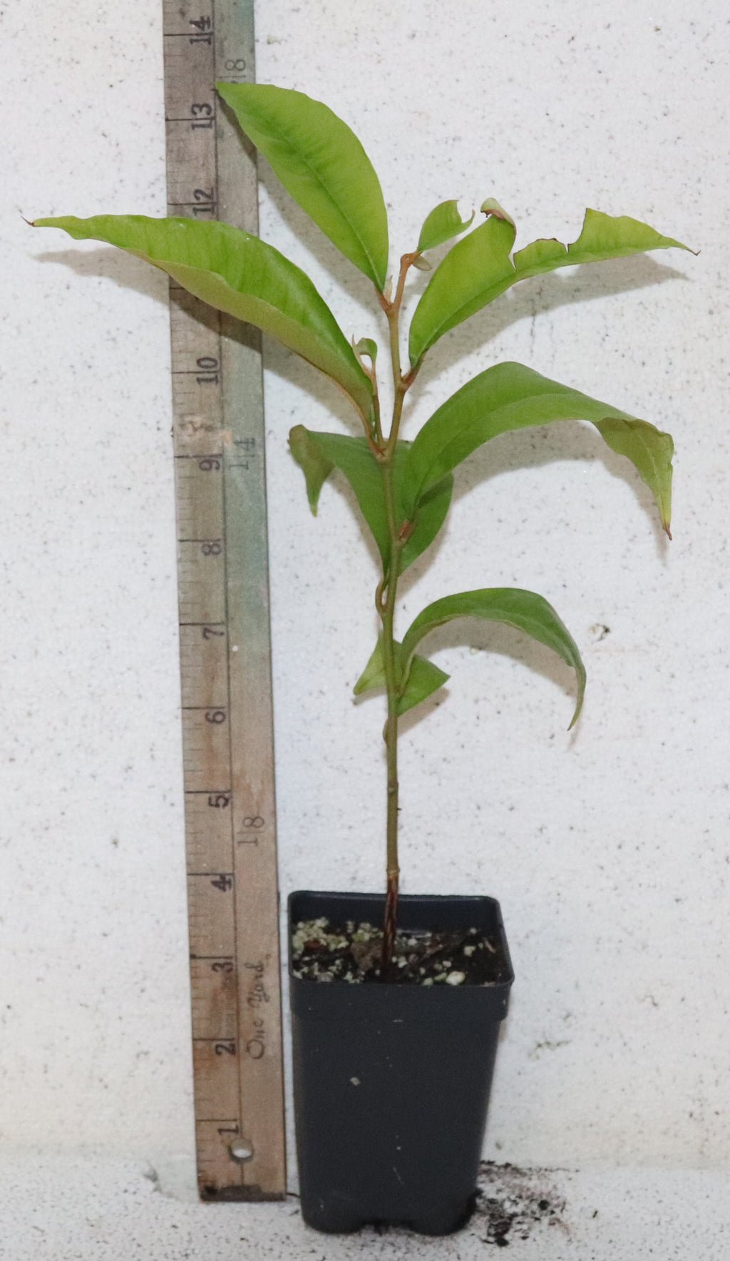 9" Purple Star Apple Seedling Live Plant (Chrysophyllum Cainito) Rare Organic