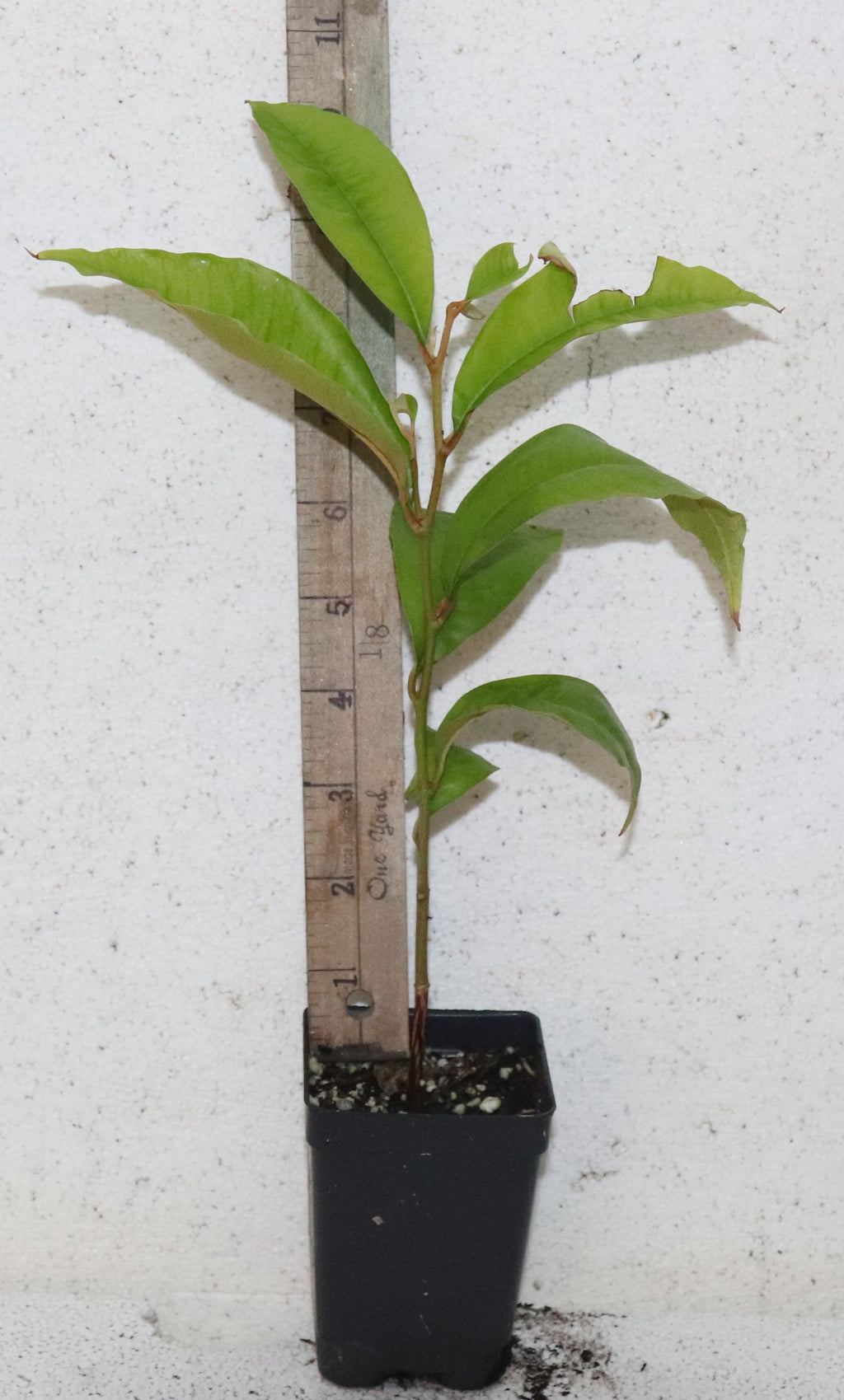 9" Purple Star Apple Seedling Live Plant (Chrysophyllum Cainito) Rare Organic