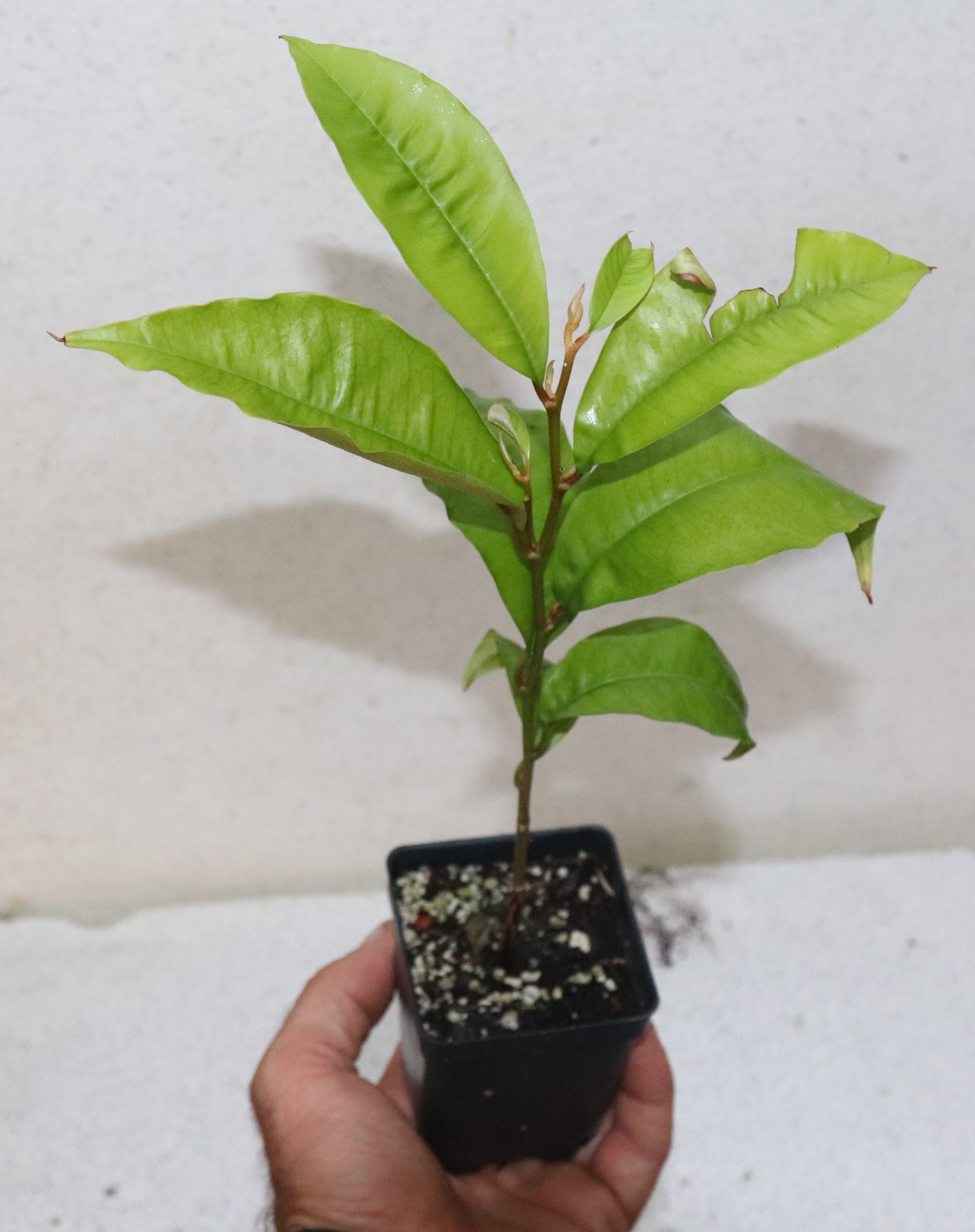 9" Purple Star Apple Seedling Live Plant (Chrysophyllum Cainito) Rare Organic