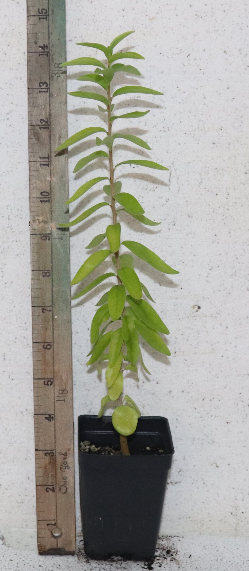 14'' Tall Live Kei Apple Seedling (Dovyalis Caffra) Organic Rare