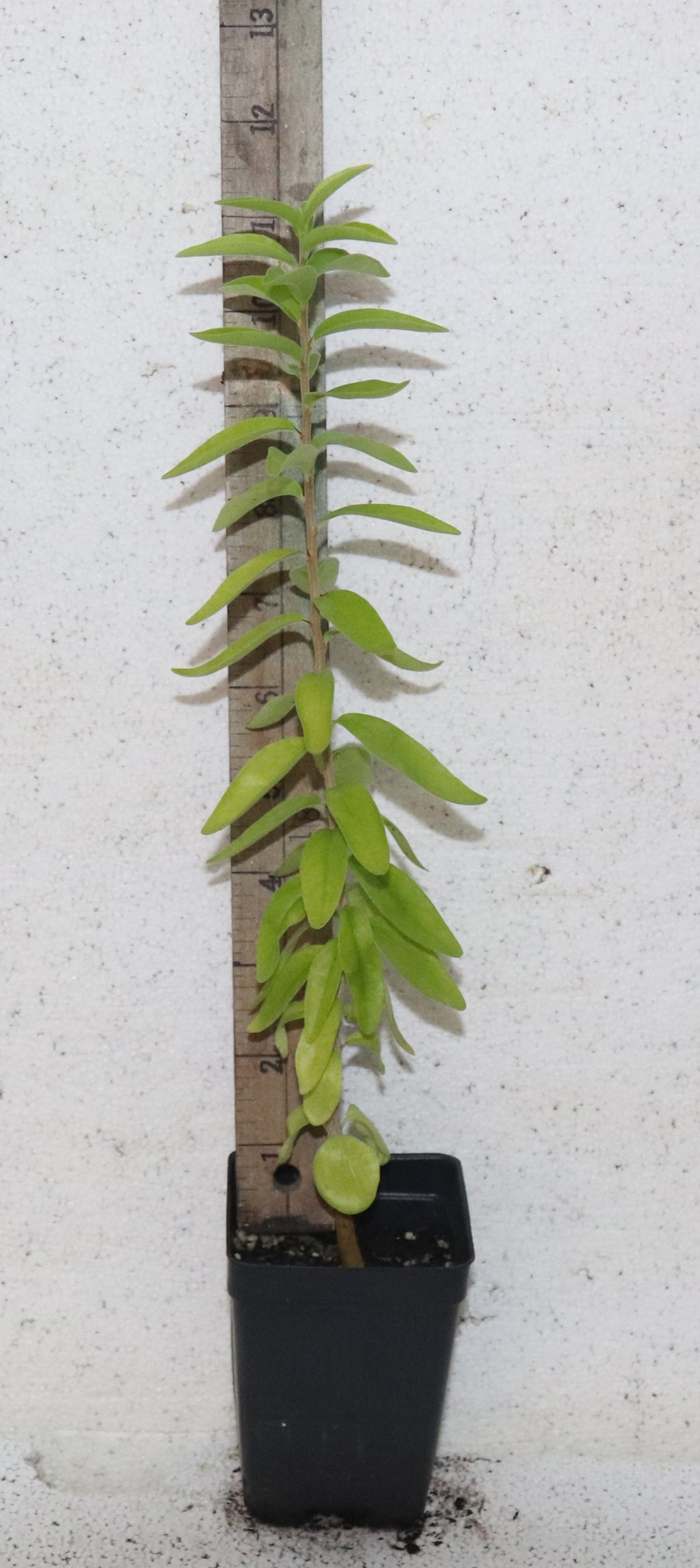 14'' Tall Live Kei Apple Seedling (Dovyalis Caffra) Organic Rare