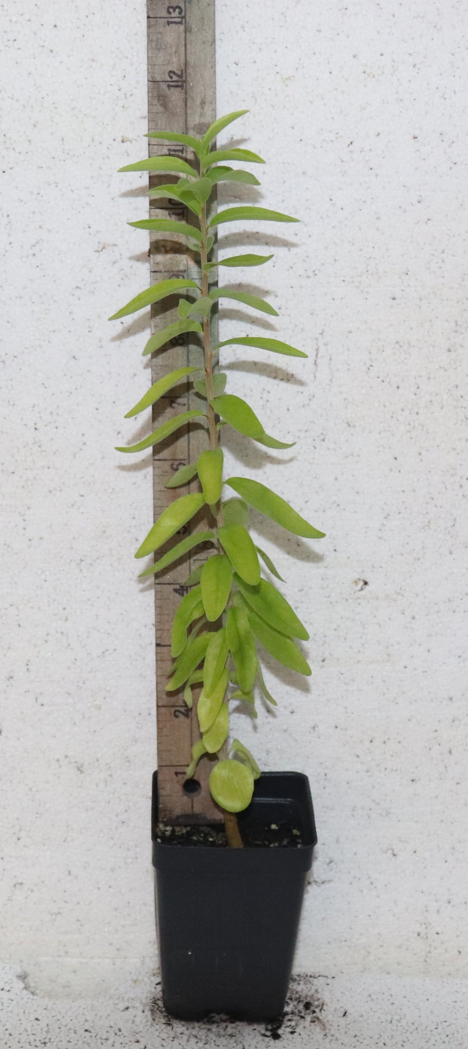 14'' Tall Live Kei Apple Seedling (Dovyalis Caffra) Organic Rare