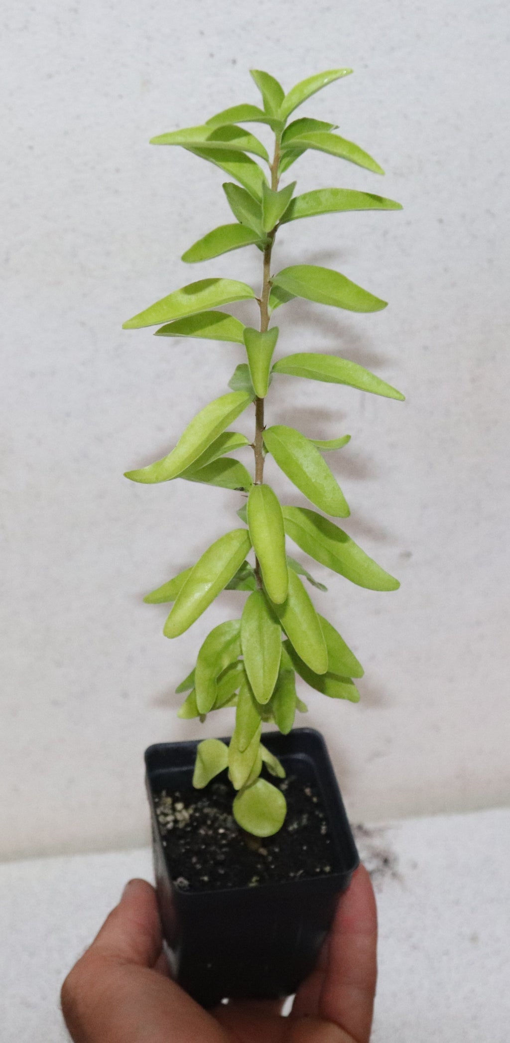 14'' Tall Live Kei Apple Seedling (Dovyalis Caffra) Organic Rare