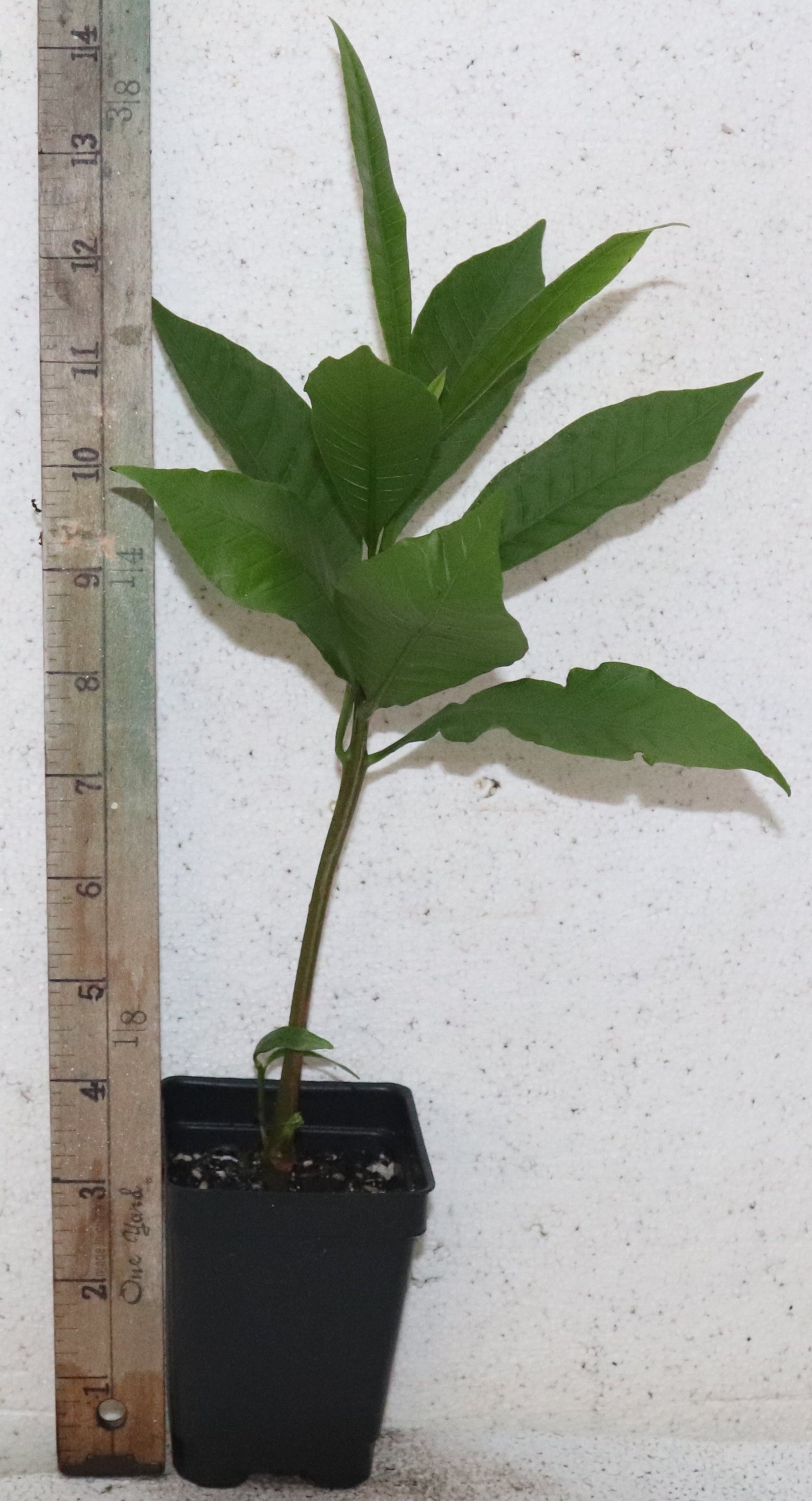 12'' Tall Red Cashew Apple Seedling Organic (Anacardium Occidentale)