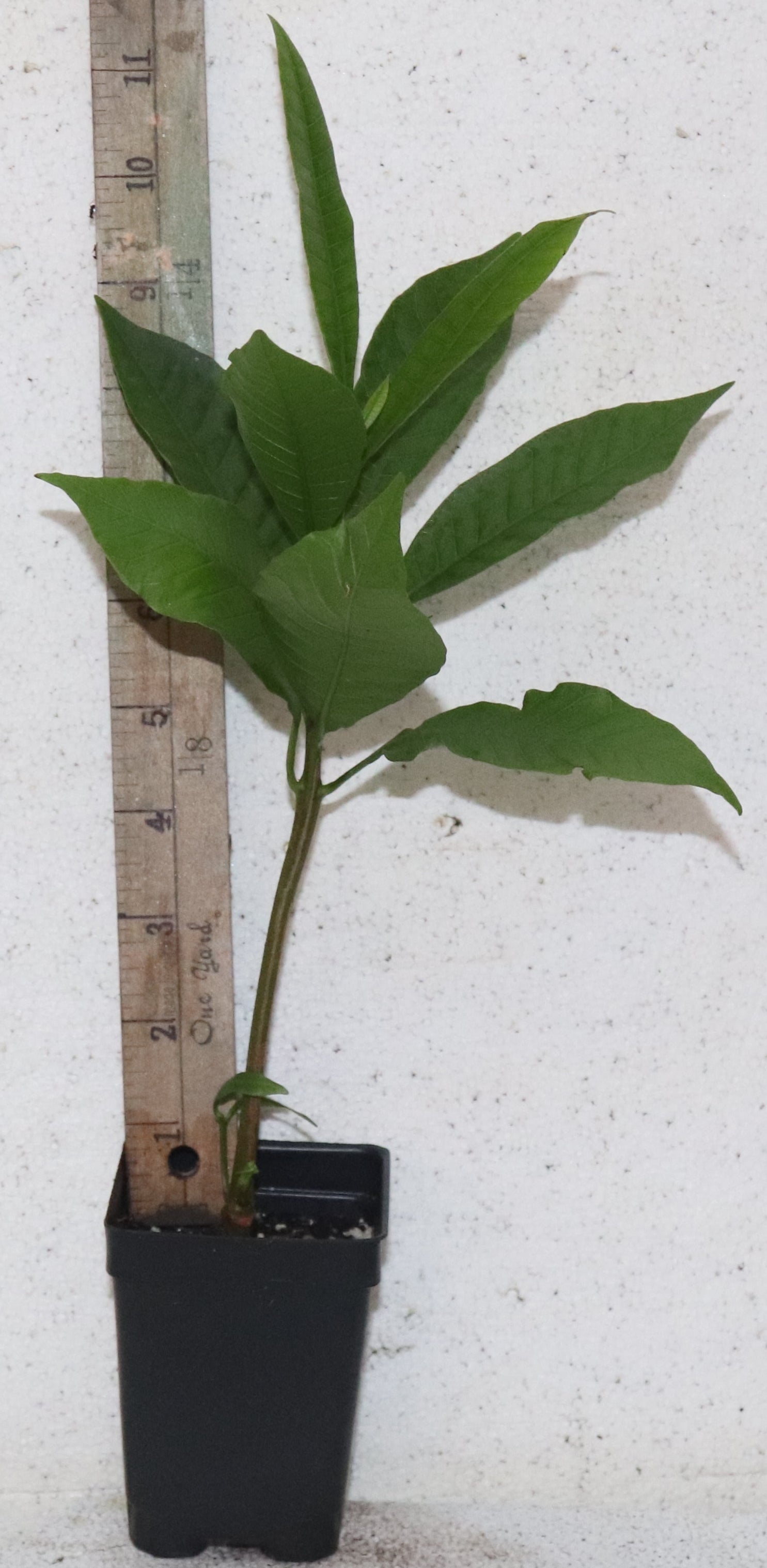 12'' Tall Red Cashew Apple Seedling Organic (Anacardium Occidentale)