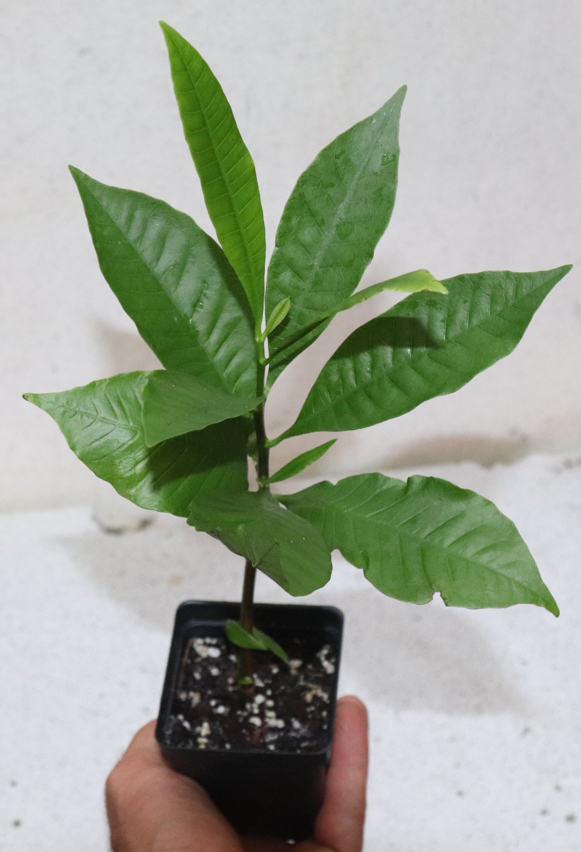12'' Tall Red Cashew Apple Seedling Organic (Anacardium Occidentale)