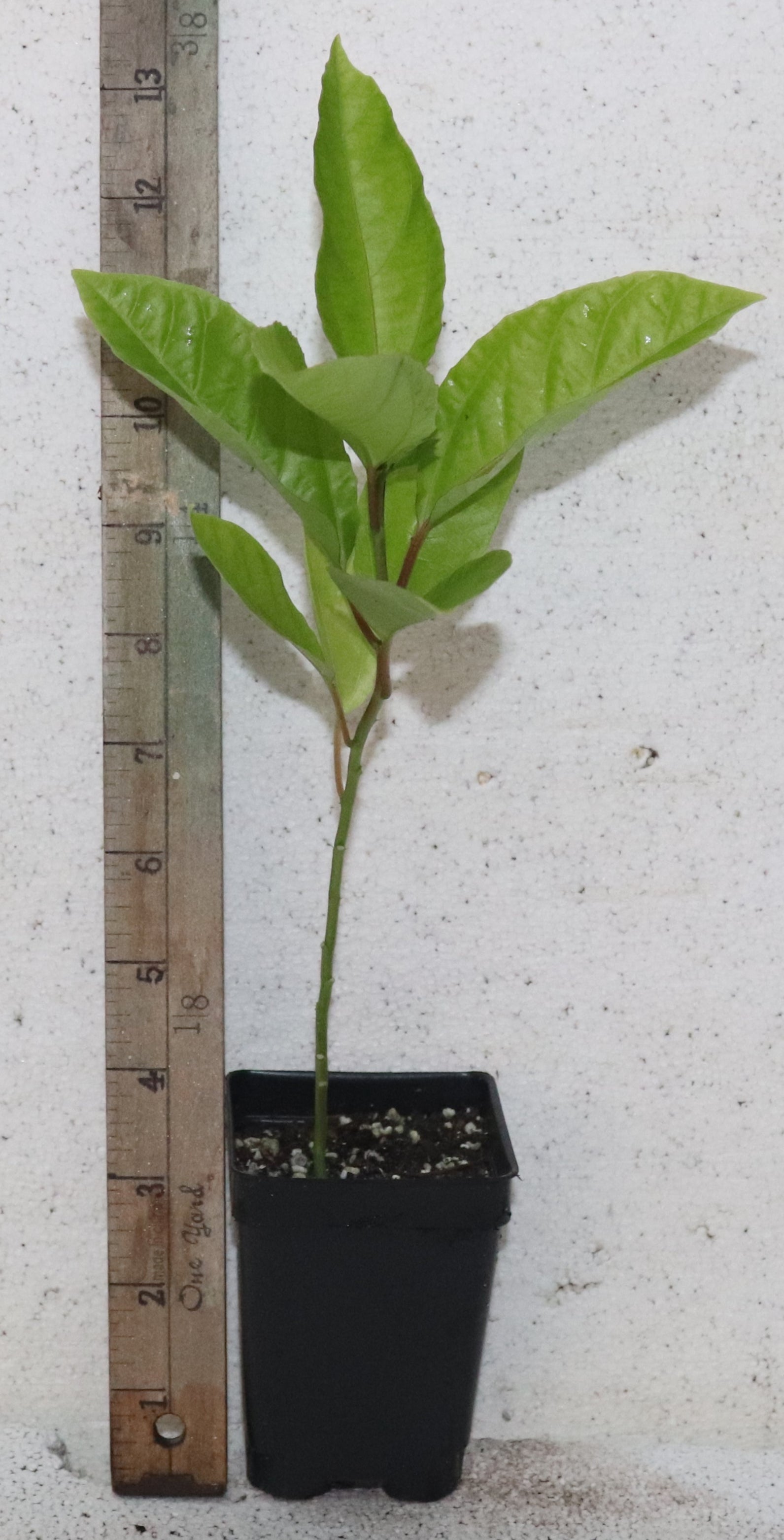 11" Tall Florida Green Passion Fruit (Passiflora Edulis) Organic Rare