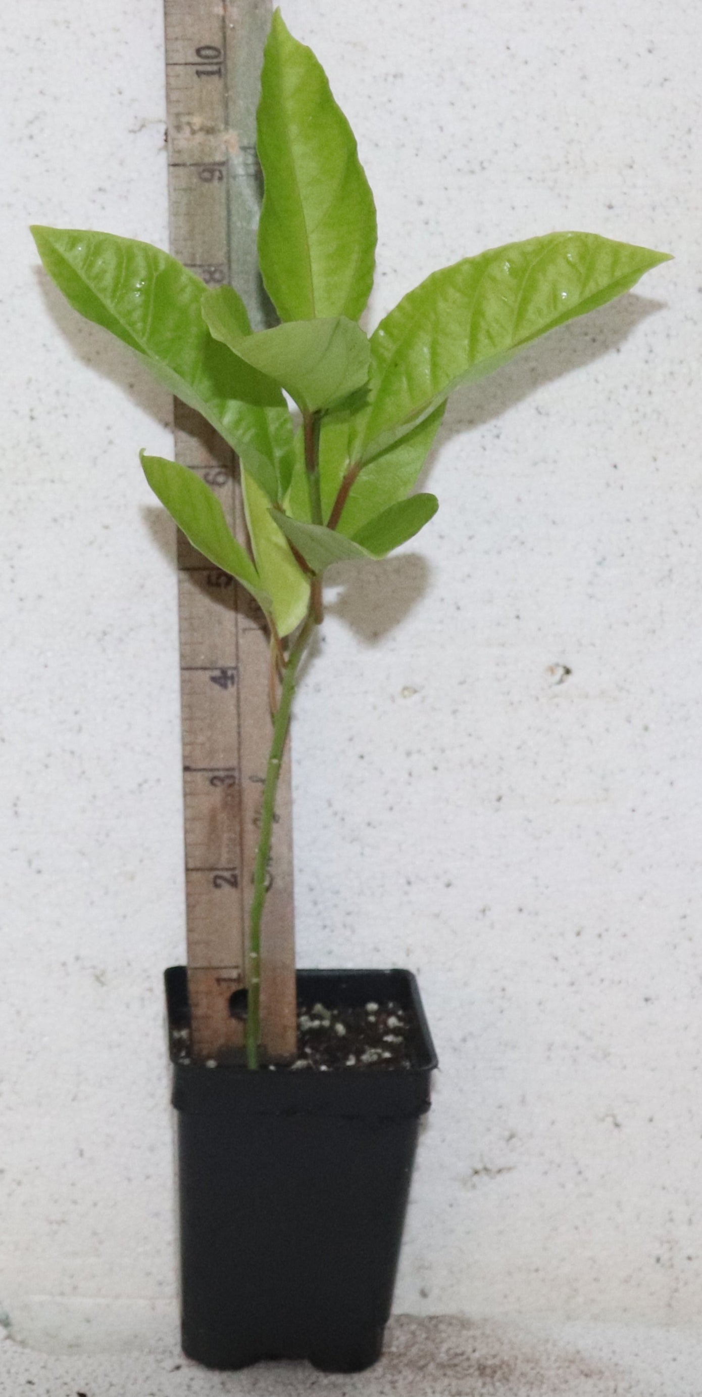 11" Tall Florida Green Passion Fruit (Passiflora Edulis) Organic Rare