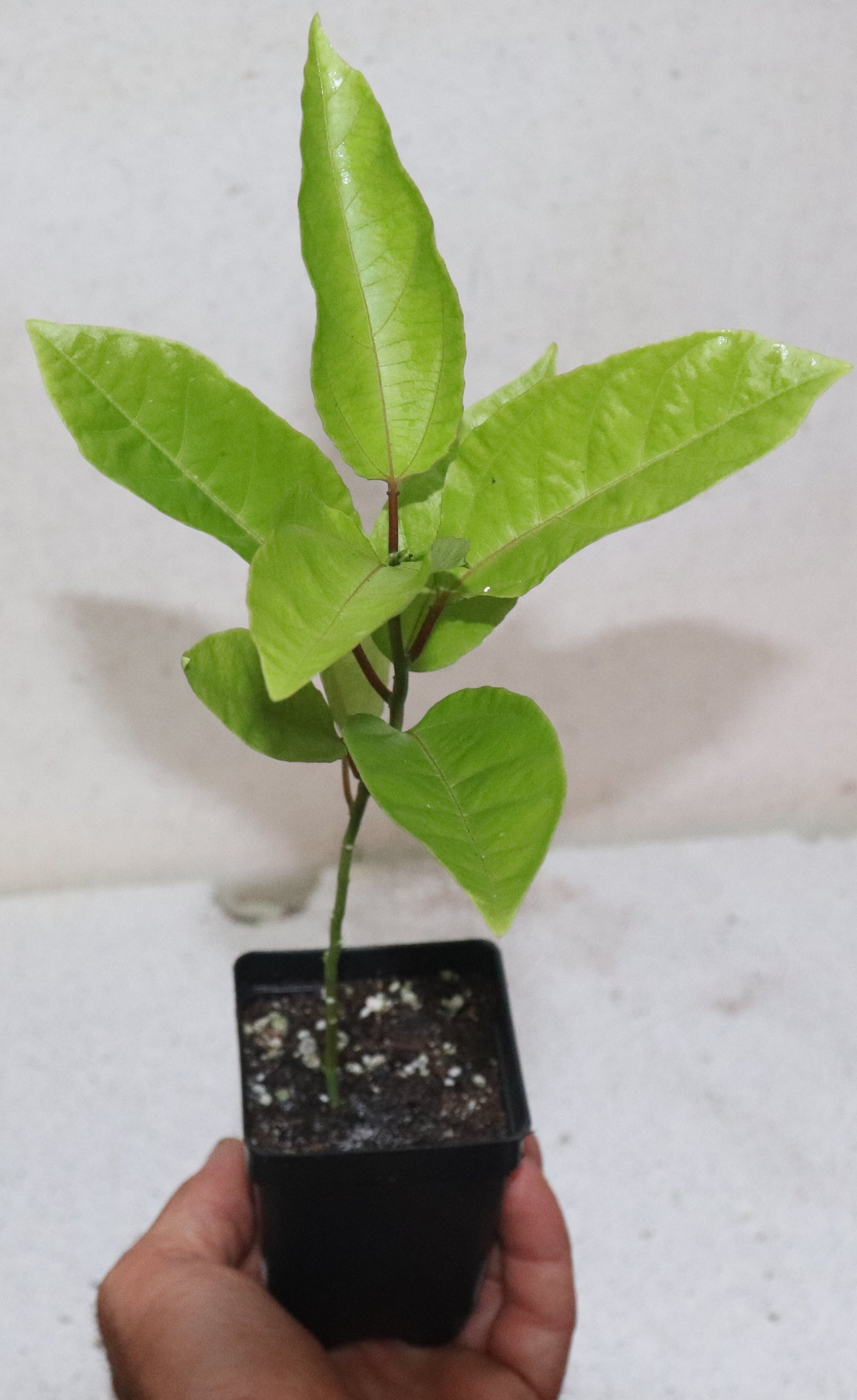 11" Tall Florida Green Passion Fruit (Passiflora Edulis) Organic Rare